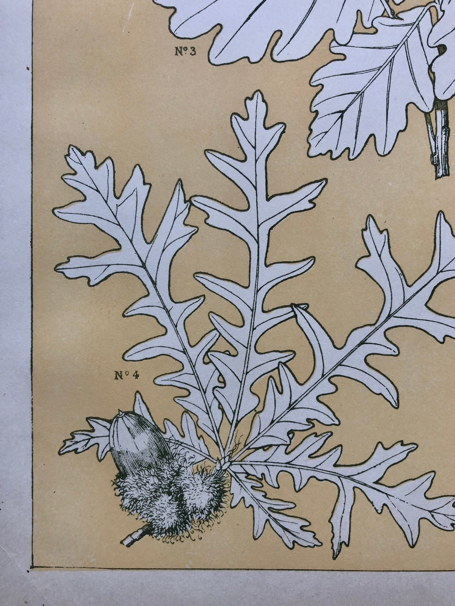 Leaves From Nature No 5. A Plate From The Grammar of Ornament by Owen Jones (1809 - 68). Size: 33 x 23 cms.
