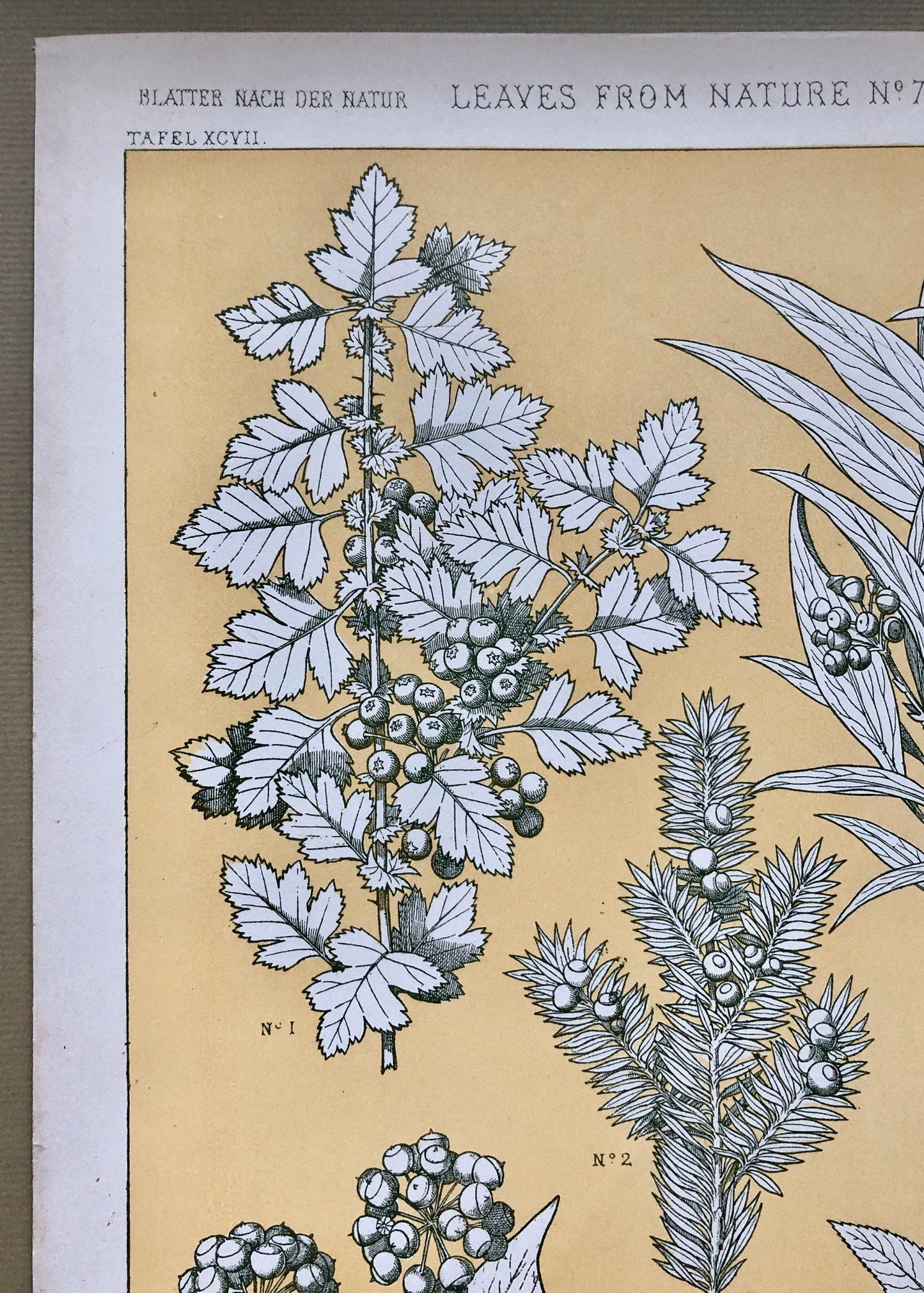 Leaves From Nature No 7. An Original Plate From The Grammar of Ornament by Owen Jones (1809 - 68). Size: 33 x 23 cms.