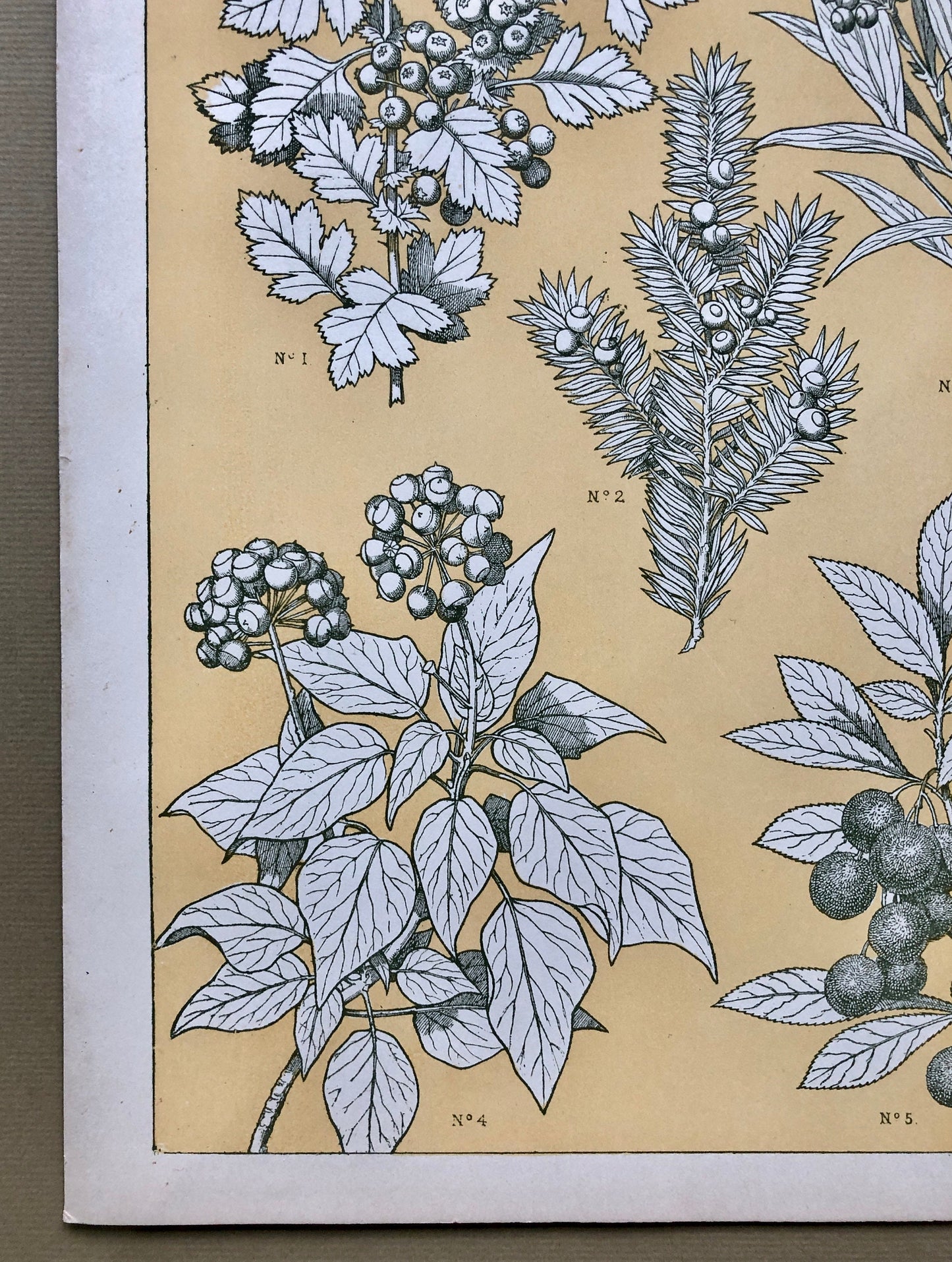 Leaves From Nature No 7. An Original Plate From The Grammar of Ornament by Owen Jones (1809 - 68). Size: 33 x 23 cms.