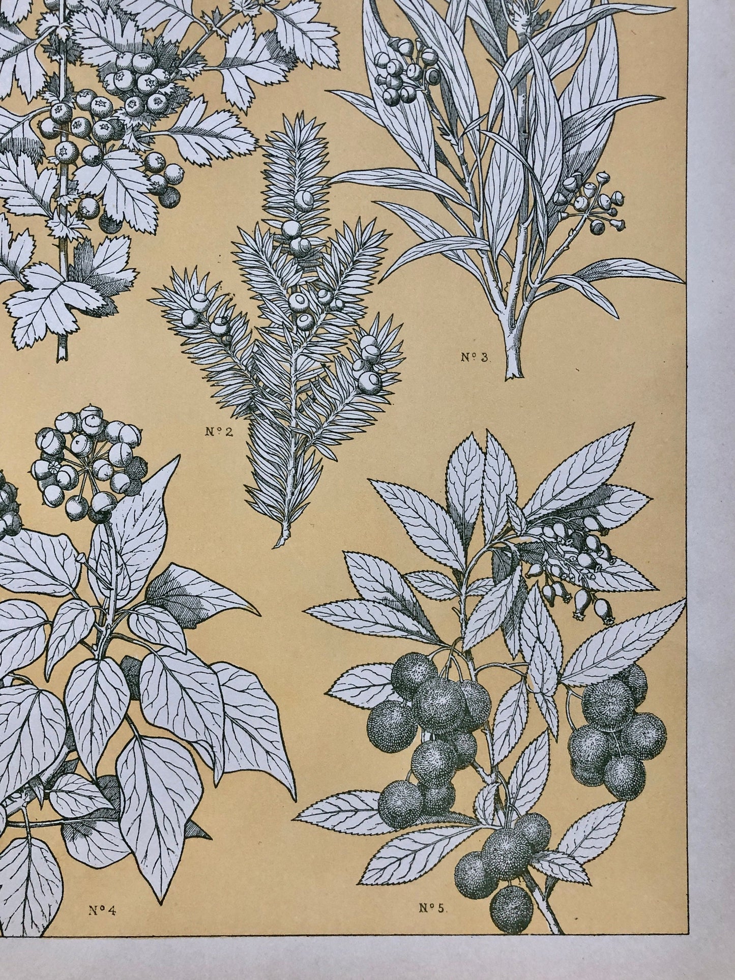 Leaves From Nature No 7. An Original Plate From The Grammar of Ornament by Owen Jones (1809 - 68). Size: 33 x 23 cms.