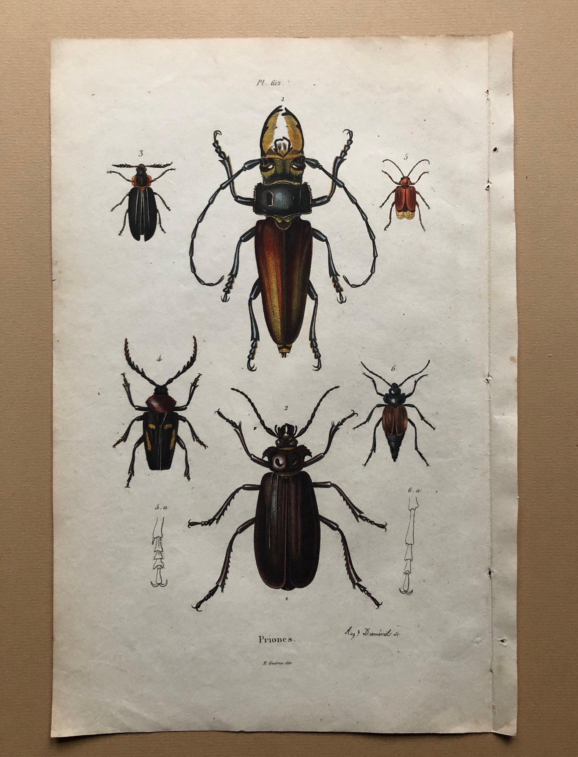Five Antique Steel Engravings (1830s) From a French Dictionary Featuring Varieties of Beetle. Engraved by August Demenil. 28. X 18 cms.