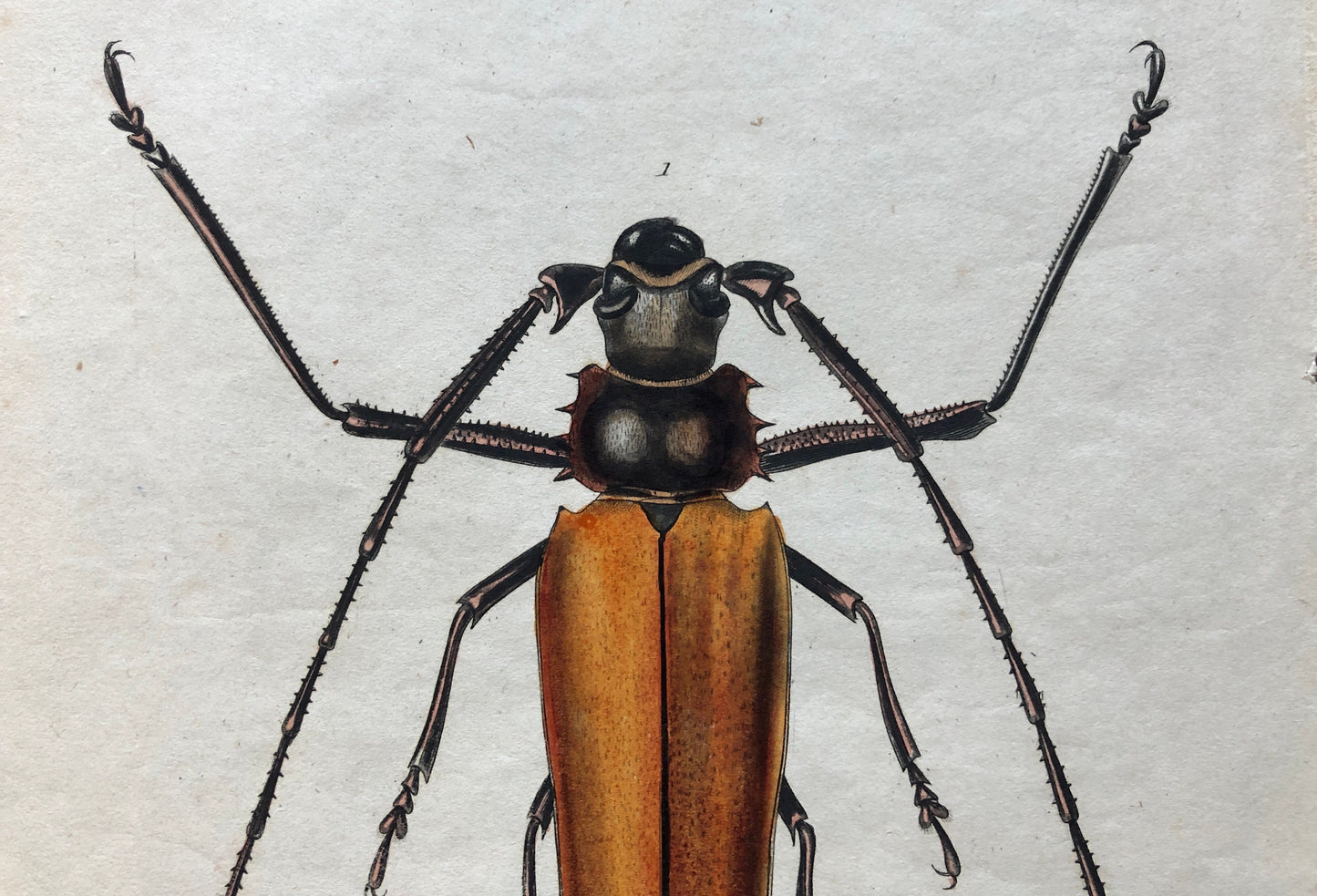 Five Antique Steel Engravings (1830s) From a French Dictionary Featuring Varieties of Beetle. Engraved by August Demenil. 28. X 18 cms.