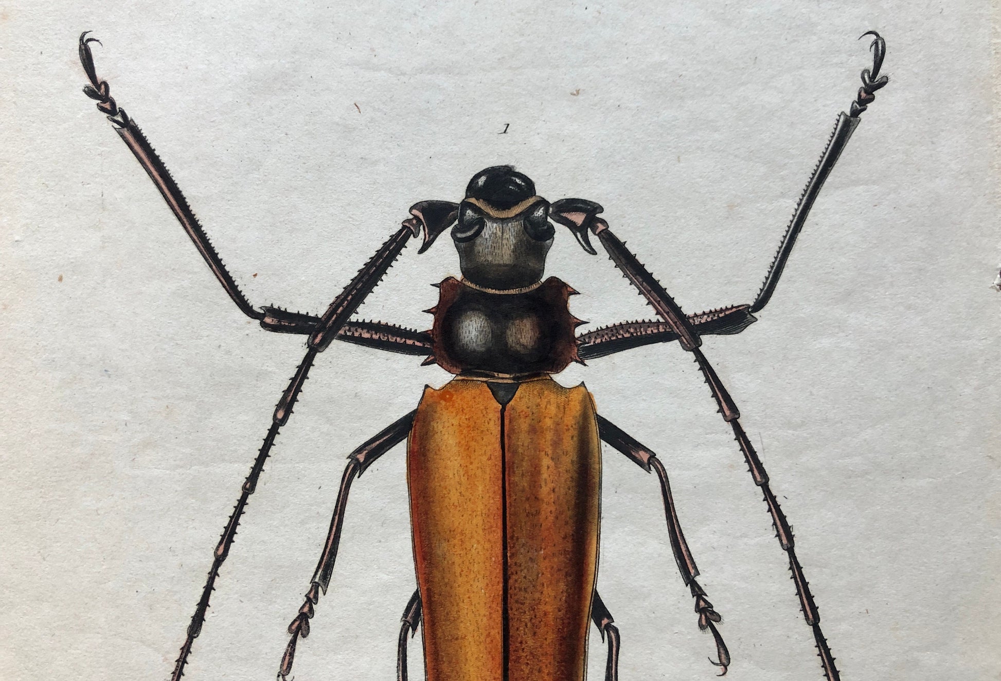 Five Antique Steel Engravings (1830s) From a French Dictionary Featuring Varieties of Beetle. Engraved by August Demenil. 28. X 18 cms.