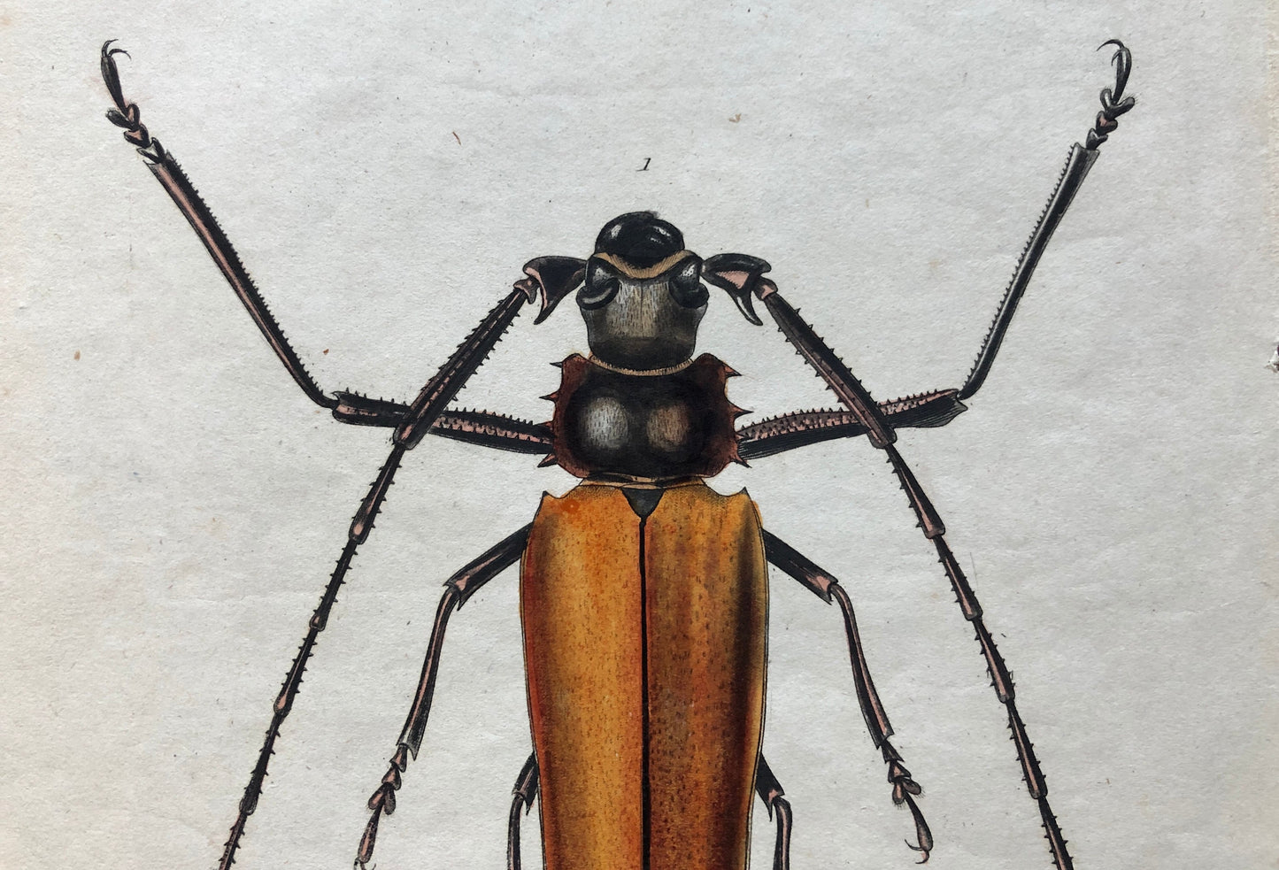 Five Antique Steel Engravings (1830s) From a French Dictionary Featuring Varieties of Beetle. Engraved by August Demenil. 28. X 18 cms.