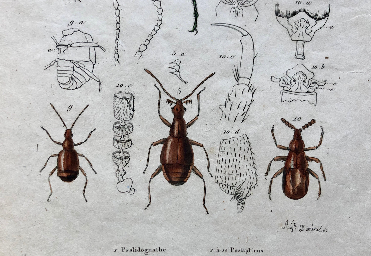 Five Antique Steel Engravings (1830s) From a French Dictionary Featuring Varieties of Beetle. Engraved by August Demenil. 28. X 18 cms.