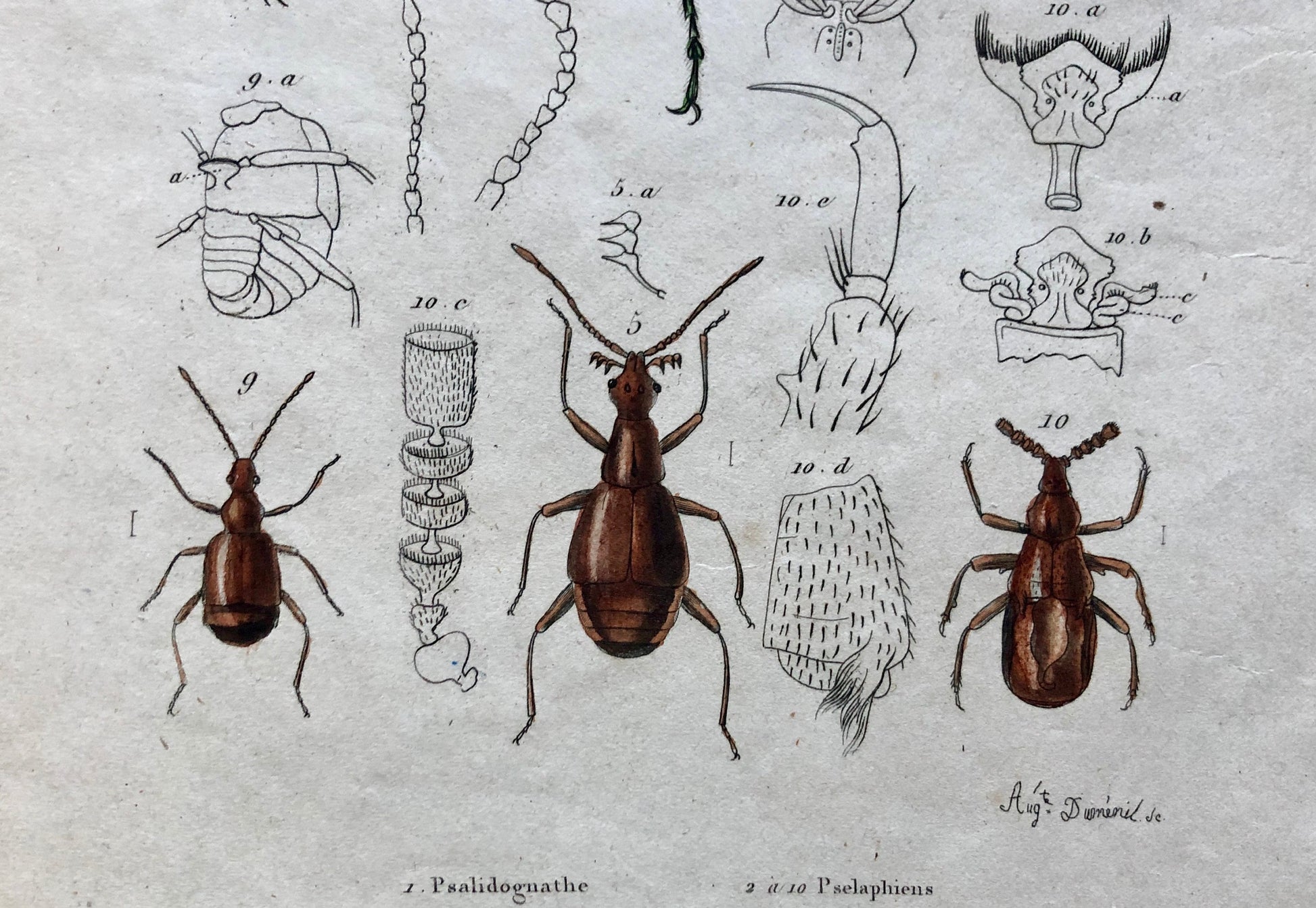Five Antique Steel Engravings (1830s) From a French Dictionary Featuring Varieties of Beetle. Engraved by August Demenil. 28. X 18 cms.
