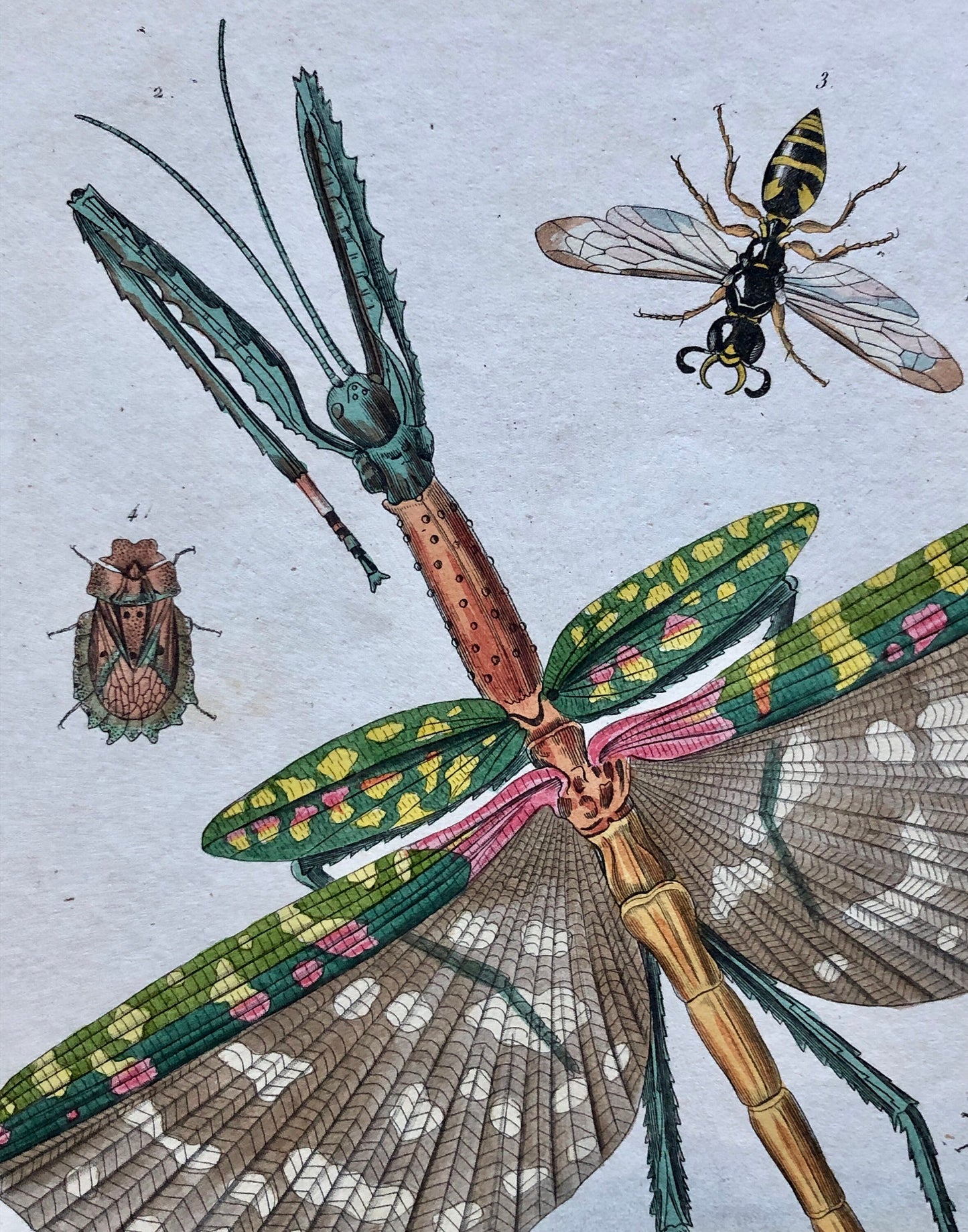 Two Antique Prints (1830s) From a French Dictionary Featuring Insects. Engraved by August Dumeril. Size: 28. X 18 cms.