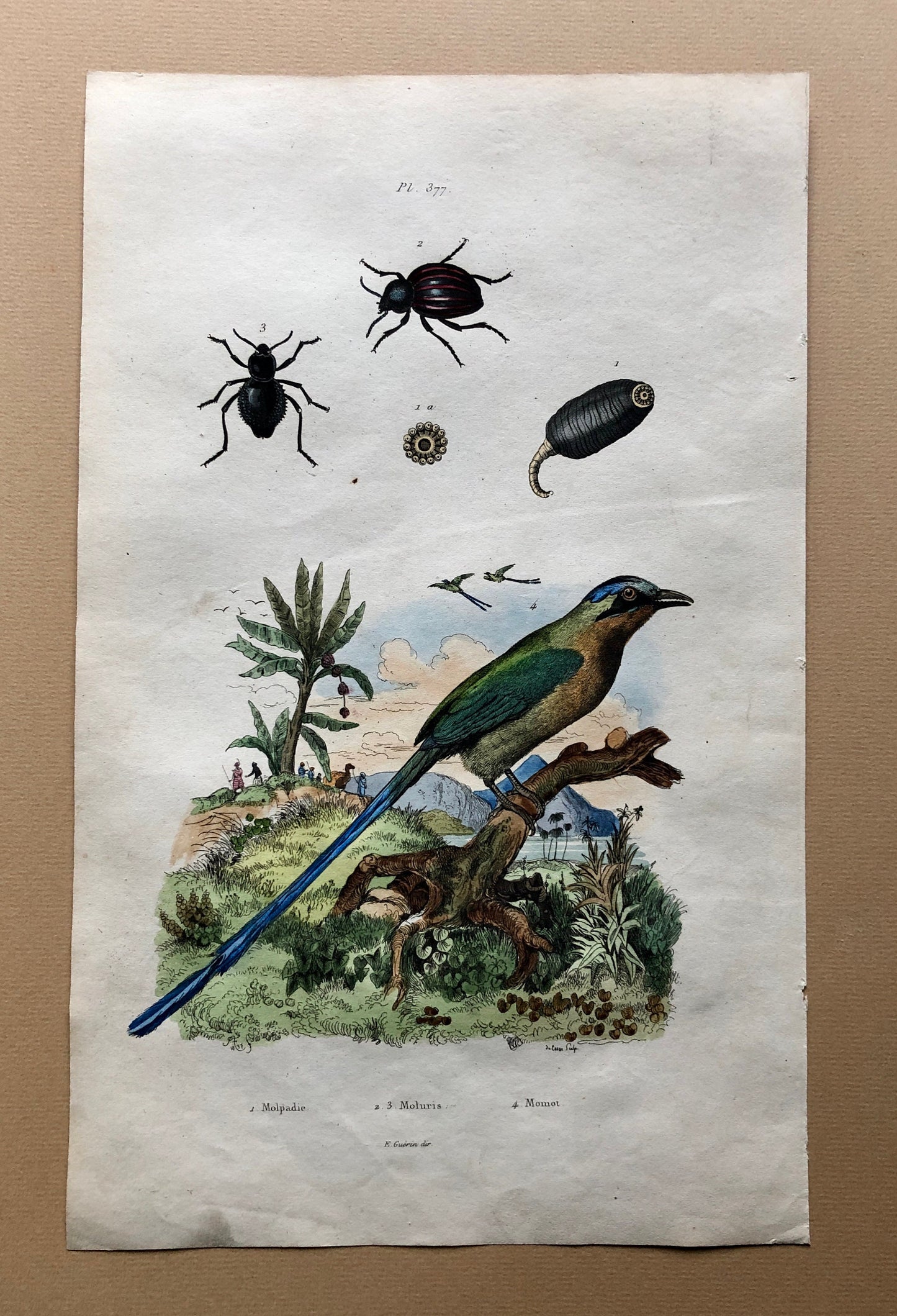 Eight Antique Prints From a French Dictionary. Birds, Fish, Insects and Plants. Hand coloured. Blue and Green Shades. Size: 29 x 18 cms.