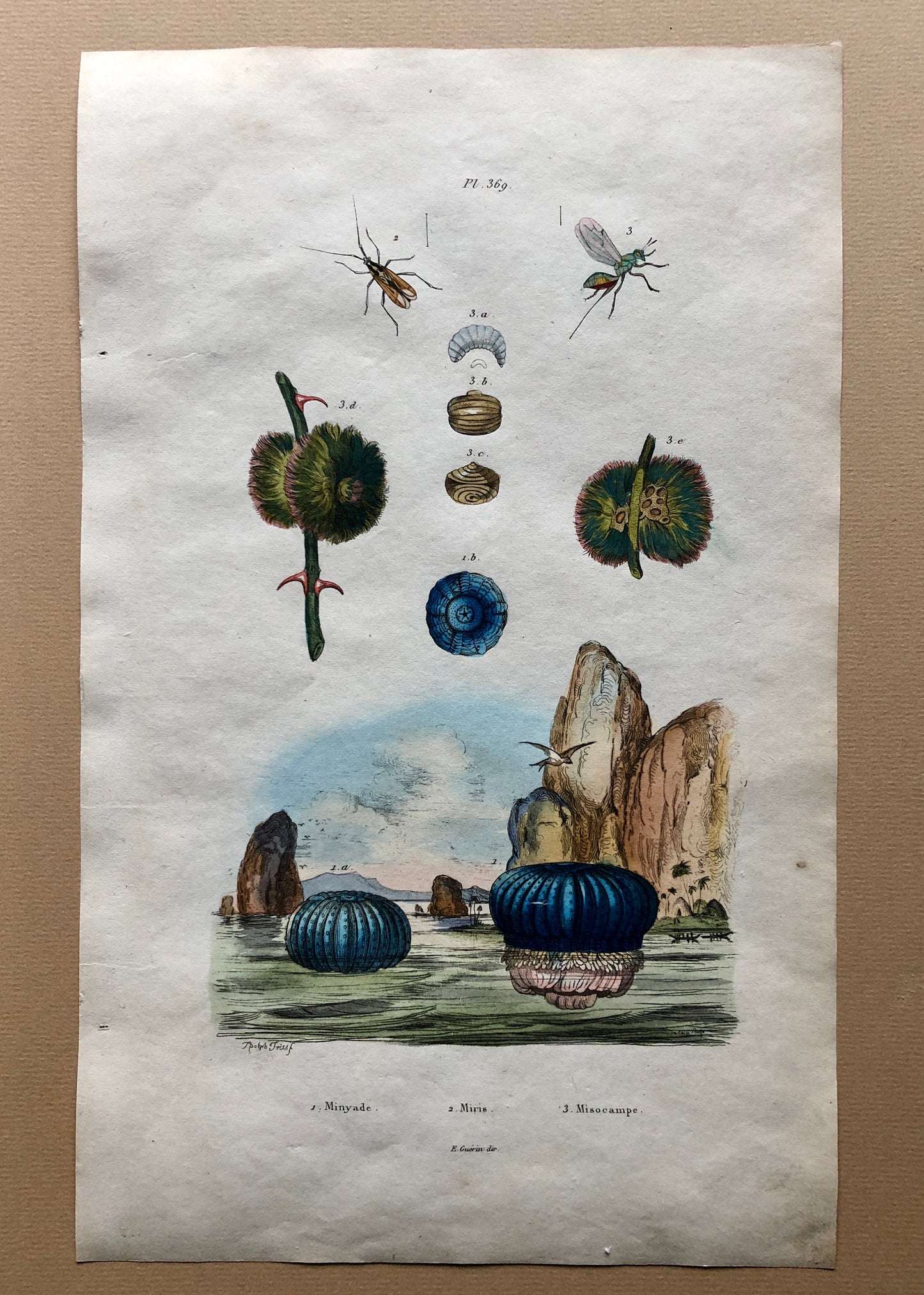 Eight Antique Prints From a French Dictionary. Birds, Fish, Insects and Plants. Hand coloured. Blue and Green Shades. Size: 29 x 18 cms.