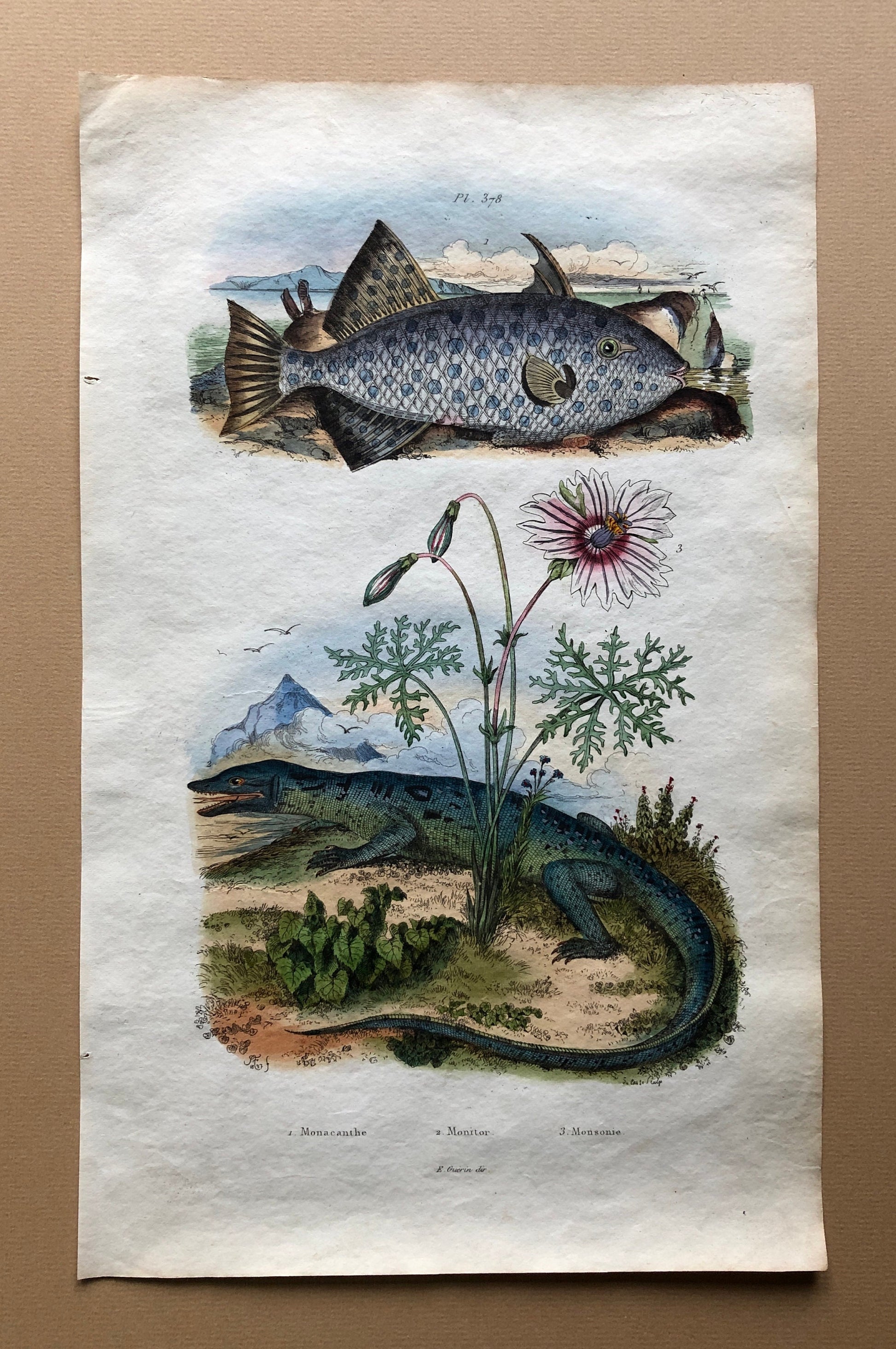 Eight Antique Prints From a French Dictionary. Birds, Fish, Insects and Plants. Hand coloured. Blue and Green Shades. Size: 29 x 18 cms.