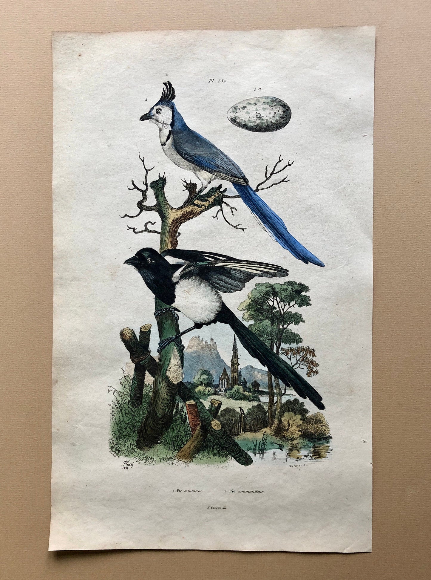 Eight Antique Prints From a French Dictionary. Birds, Fish, Insects and Plants. Hand coloured. Blue and Green Shades. Size: 29 x 18 cms.