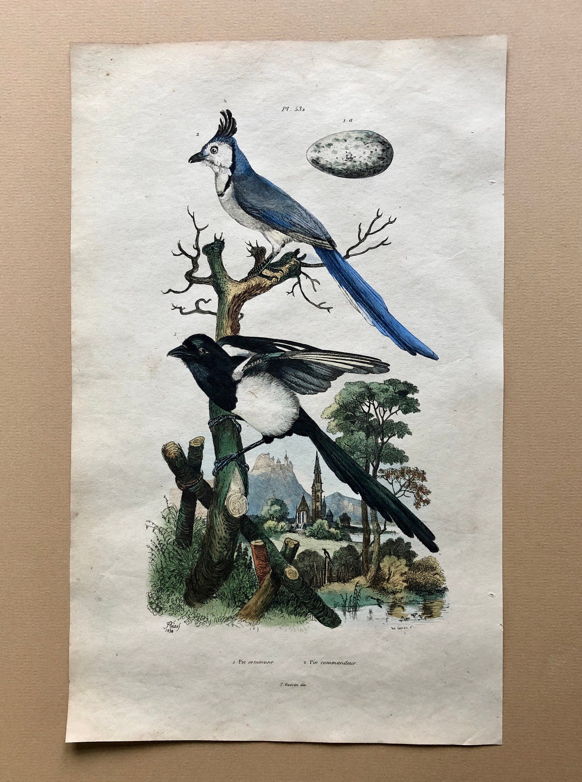 Eight Antique Prints From a French Dictionary. Birds, Fish, Insects and Plants. Hand coloured. Blue and Green Shades. Size: 29 x 18 cms.