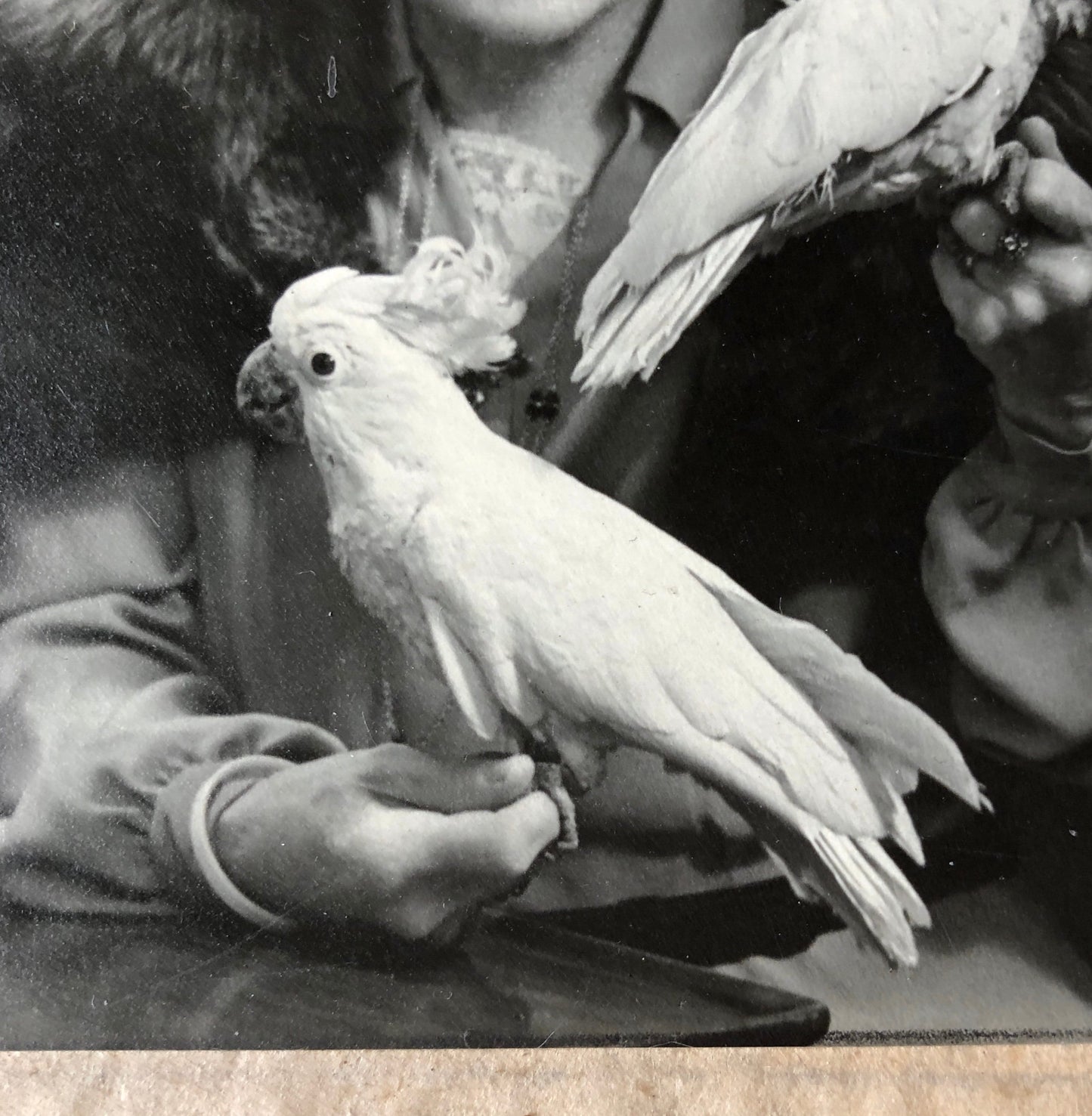 An Original Photograph of Dame Clara Butt with Cockatoos. From the studio of Thomas Fall, Baker Street, London W1. Size 12 x 11.8 cms. 1928.