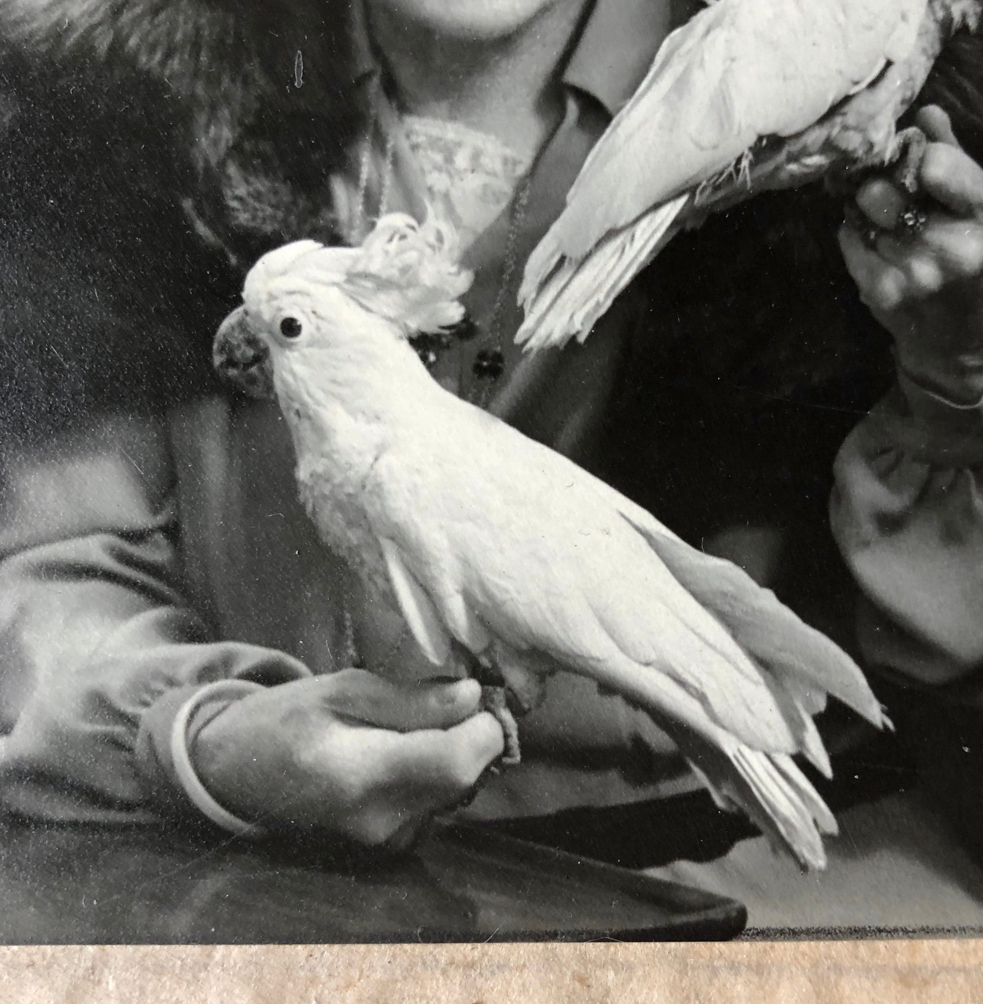 An Original Photograph of Dame Clara Butt with Cockatoos. From the studio of Thomas Fall, Baker Street, London W1. Size 12 x 11.8 cms. 1928.