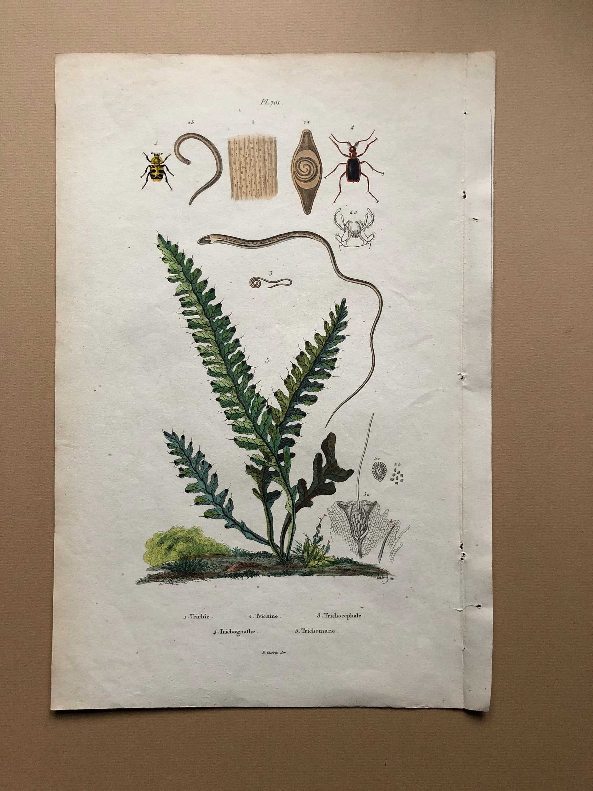 Three Antique Prints (1830s) From a French Dictionary Featuring Beetles, Plants and Other Creatures. Size: 28. X 18 cms.