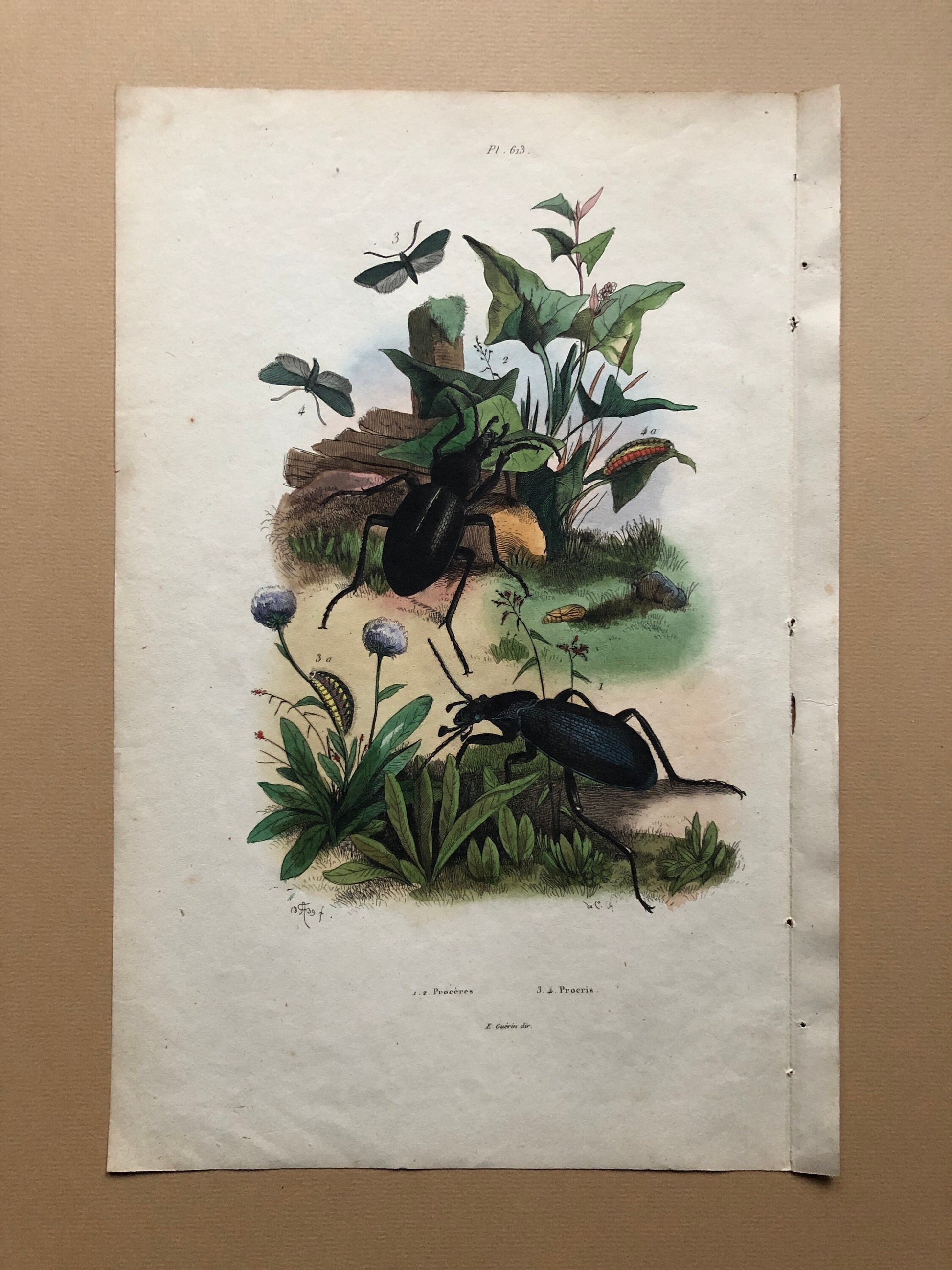 Three Antique Prints (1830s) From a French Dictionary Featuring Beetles, Plants and Other Creatures. Size: 28. X 18 cms.