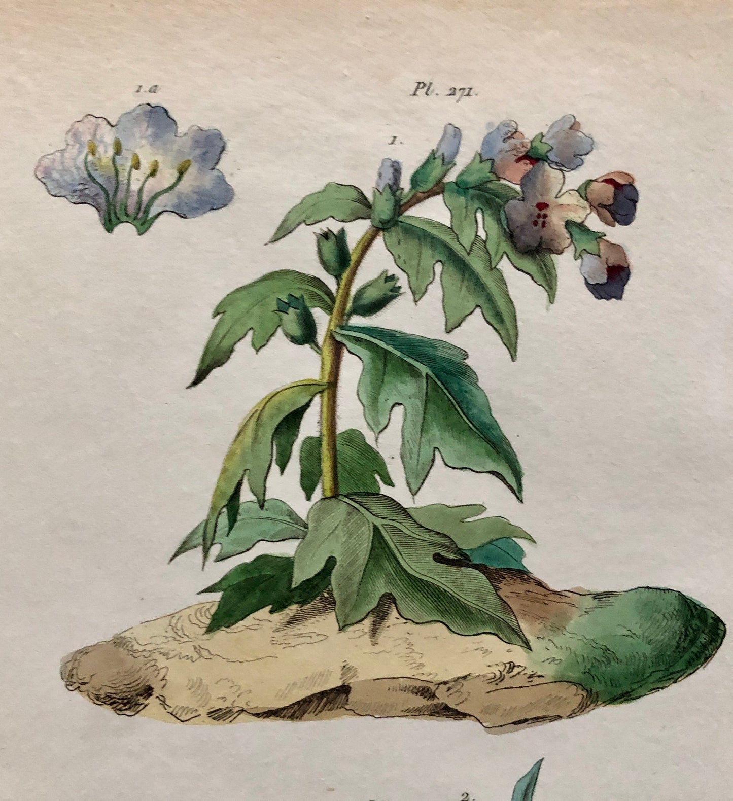 Six Antique Prints From a French Dictionary. Birds, Insects, Trees and Plants. Hand coloured Lithographs. Size: 29 x 18 cms.