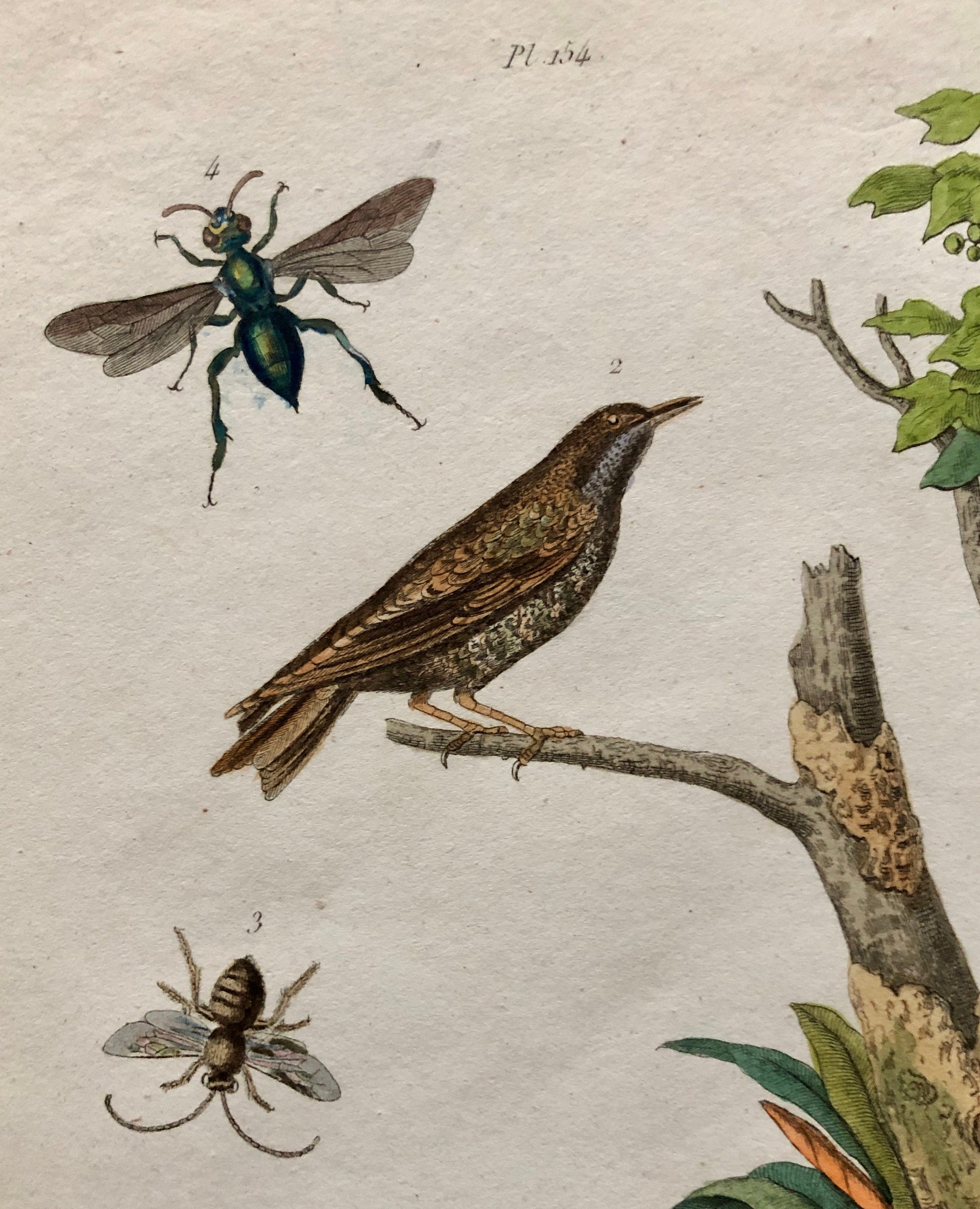 Six Antique Prints From a French Dictionary. Birds, Insects, Trees and Plants. Hand coloured Lithographs. Size: 29 x 18 cms.