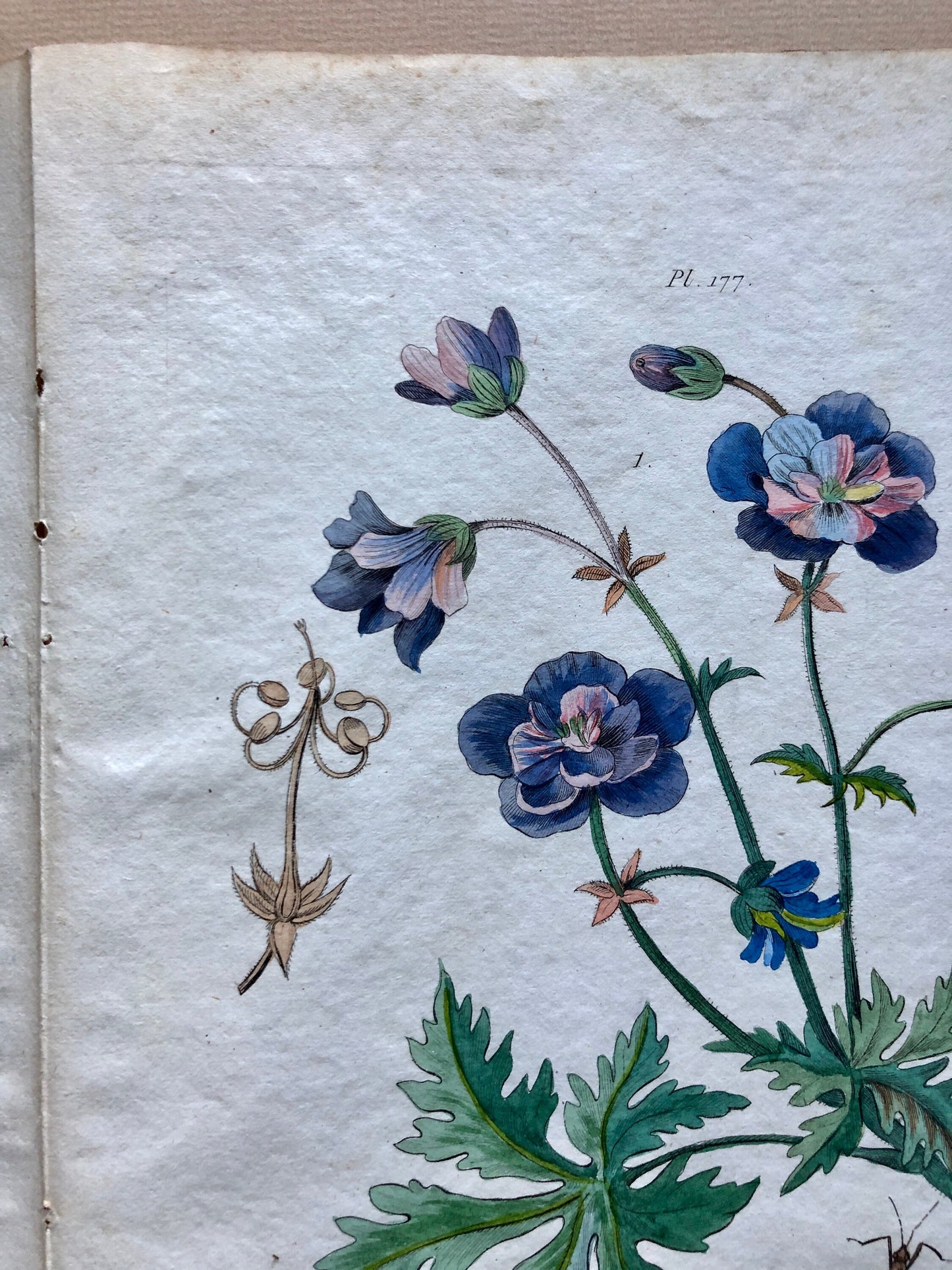 Two Antique Prints (1830s) From a French Dictionary Featuring Plants, Insects and a Jerboa. Size: 28. X 18 cms.