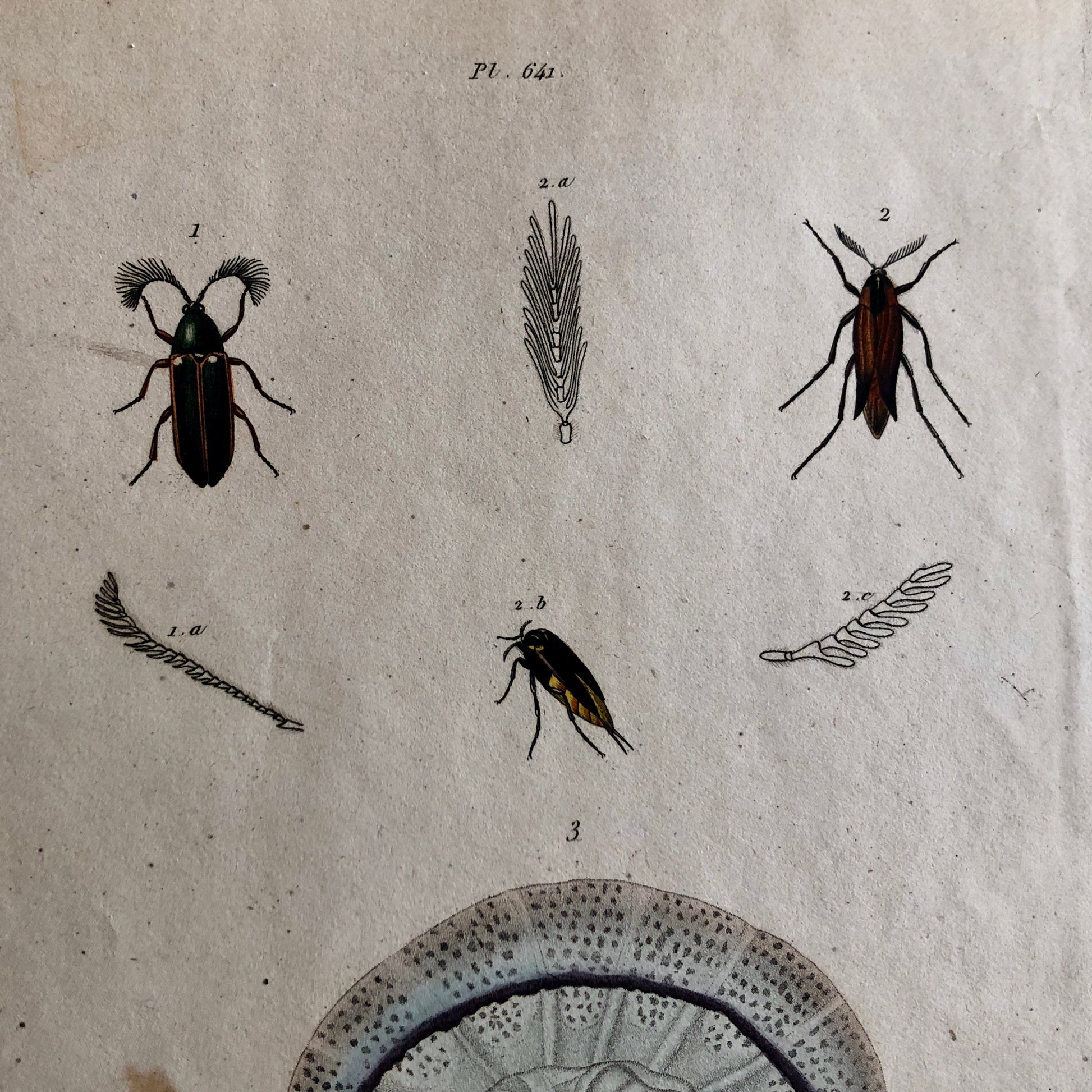Three Antique Prints From a French Dictionary. A Squid, a Jellyfish, a Crab, Shells, Insects. Hand coloured Lithographs. Size: 29 x 18 cms.
