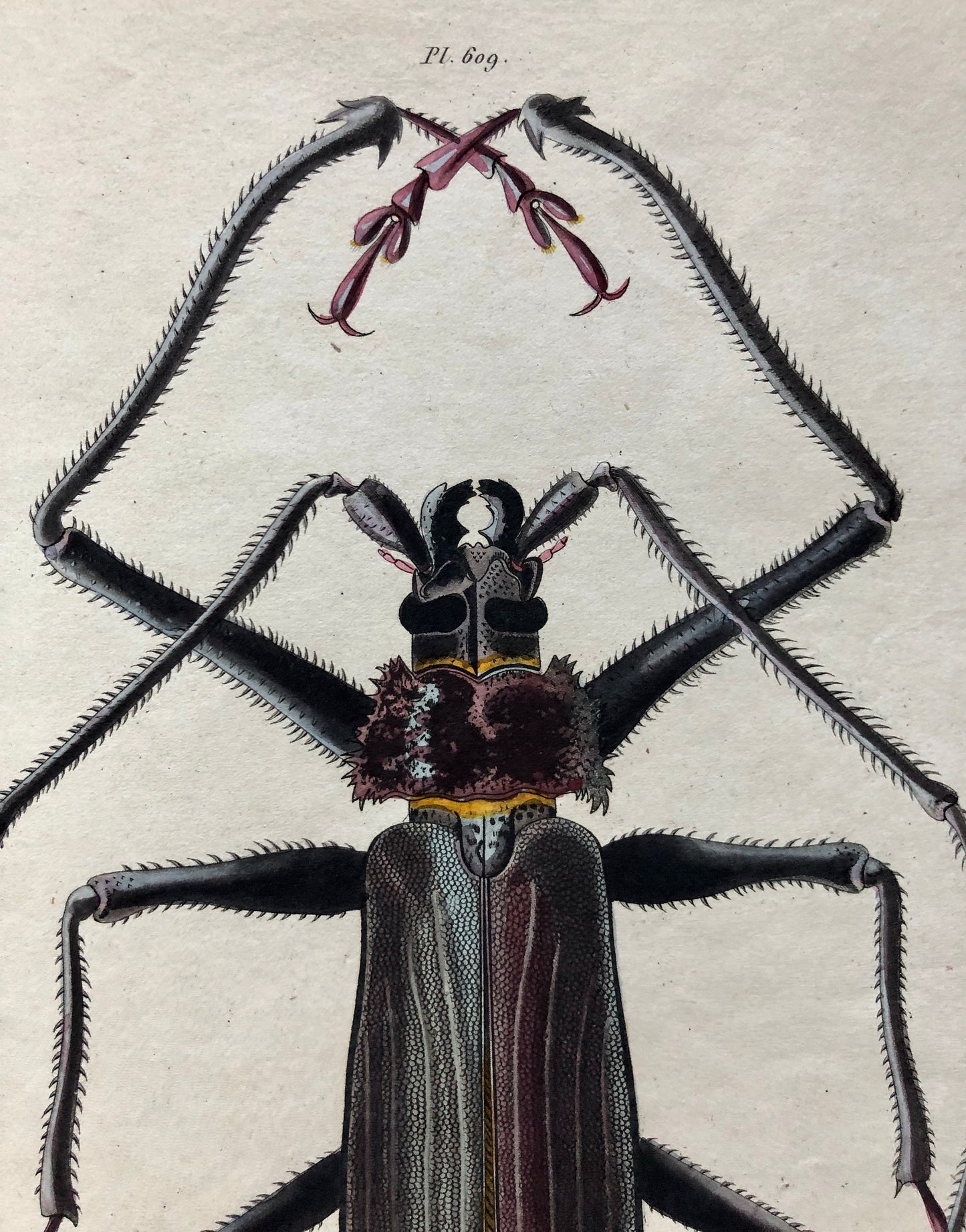 Five Antique Steel Engravings (1830s) From a French Dictionary Featuring Varieties of Beetle. Engraved by August Demenil. 28. X 18 cms.