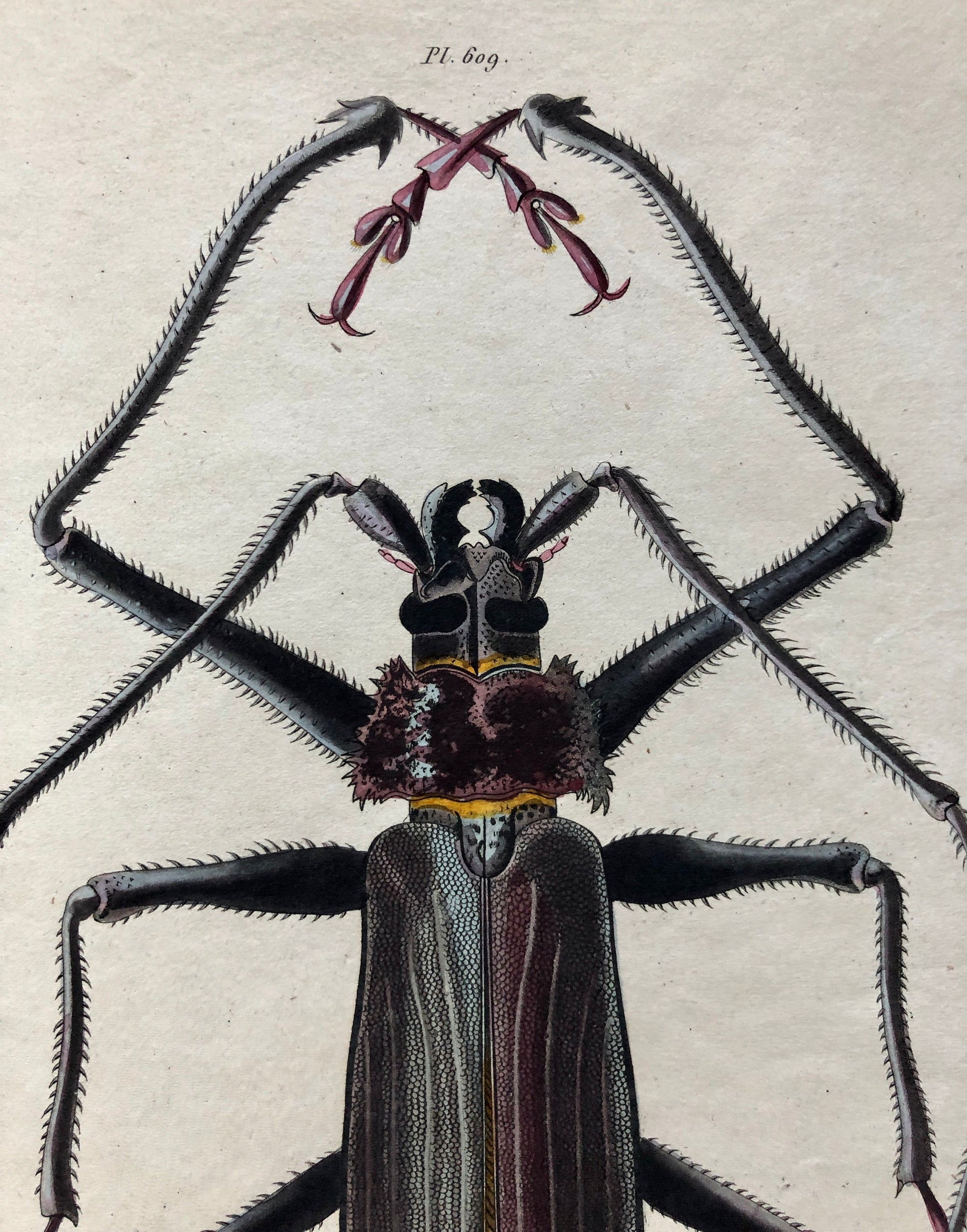 Five Antique Steel Engravings (1830s) From a French Dictionary Featuring Varieties of Beetle. Engraved by August Demenil. 28. X 18 cms.