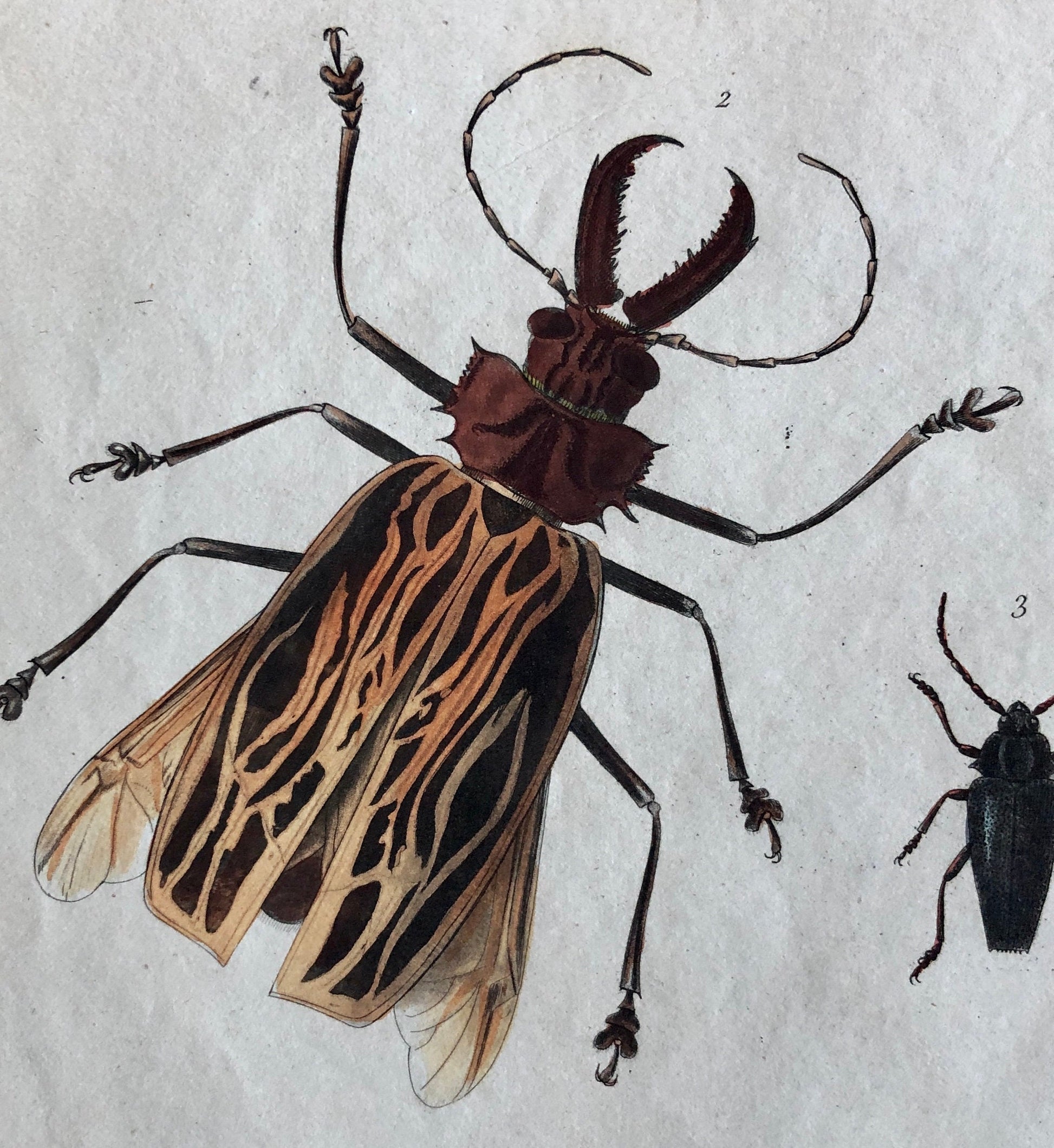 Five Antique Steel Engravings (1830s) From a French Dictionary Featuring Varieties of Beetle. Engraved by August Demenil. 28. X 18 cms.