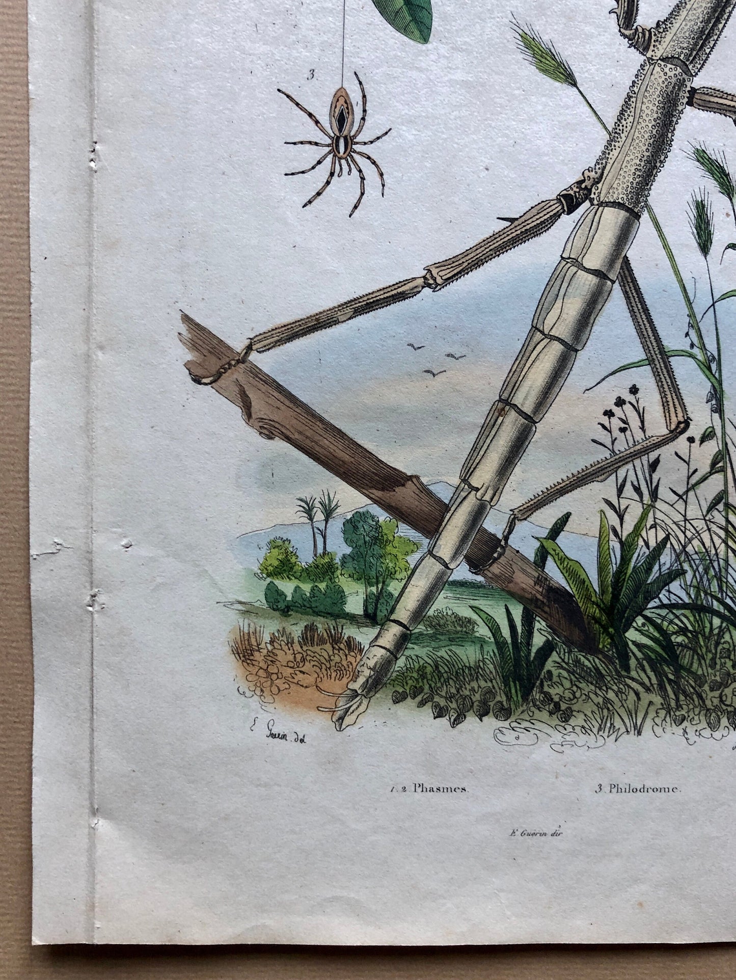 Two Antique Prints (1830s) From a French Dictionary Featuring Insects. Engraved by August Dumeril. Size: 28. X 18 cms.