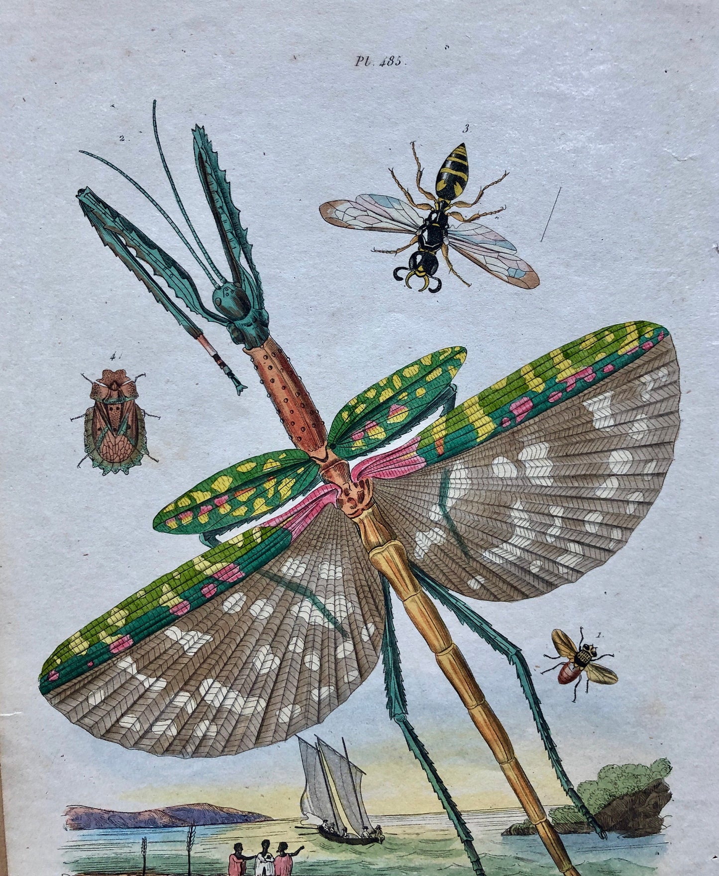 Two Original Antique Prints (1830s) From a French Dictionary Featuring Insects. Engraved by August Dumeril. Size: 28. X 18 cms.