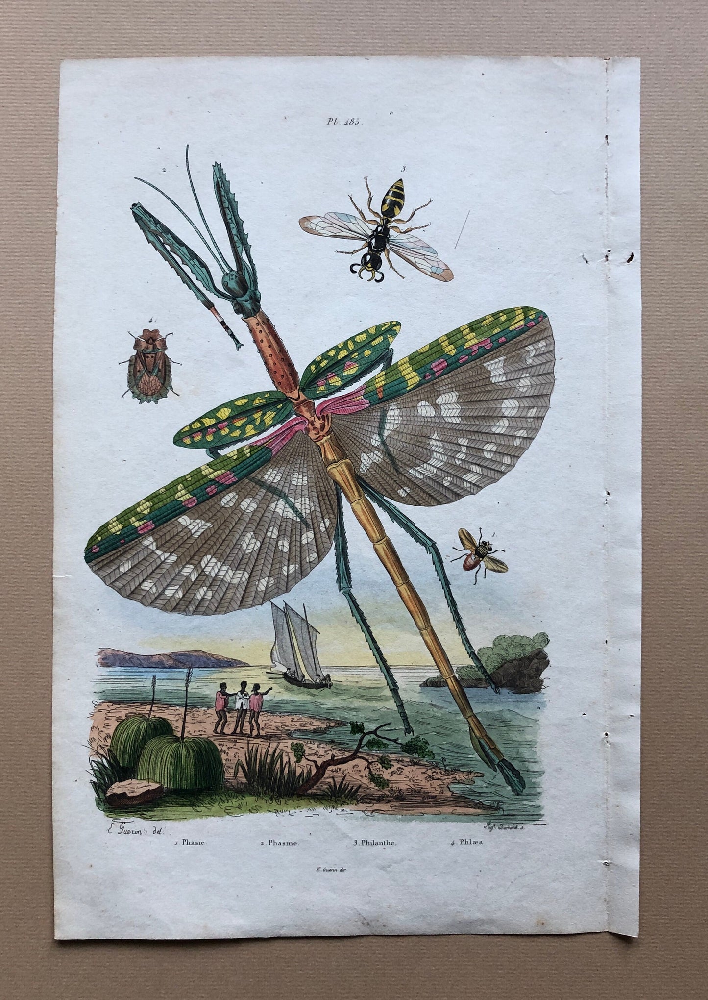 Two Antique Prints (1830s) From a French Dictionary Featuring Insects. Engraved by August Dumeril. Size: 28. X 18 cms.