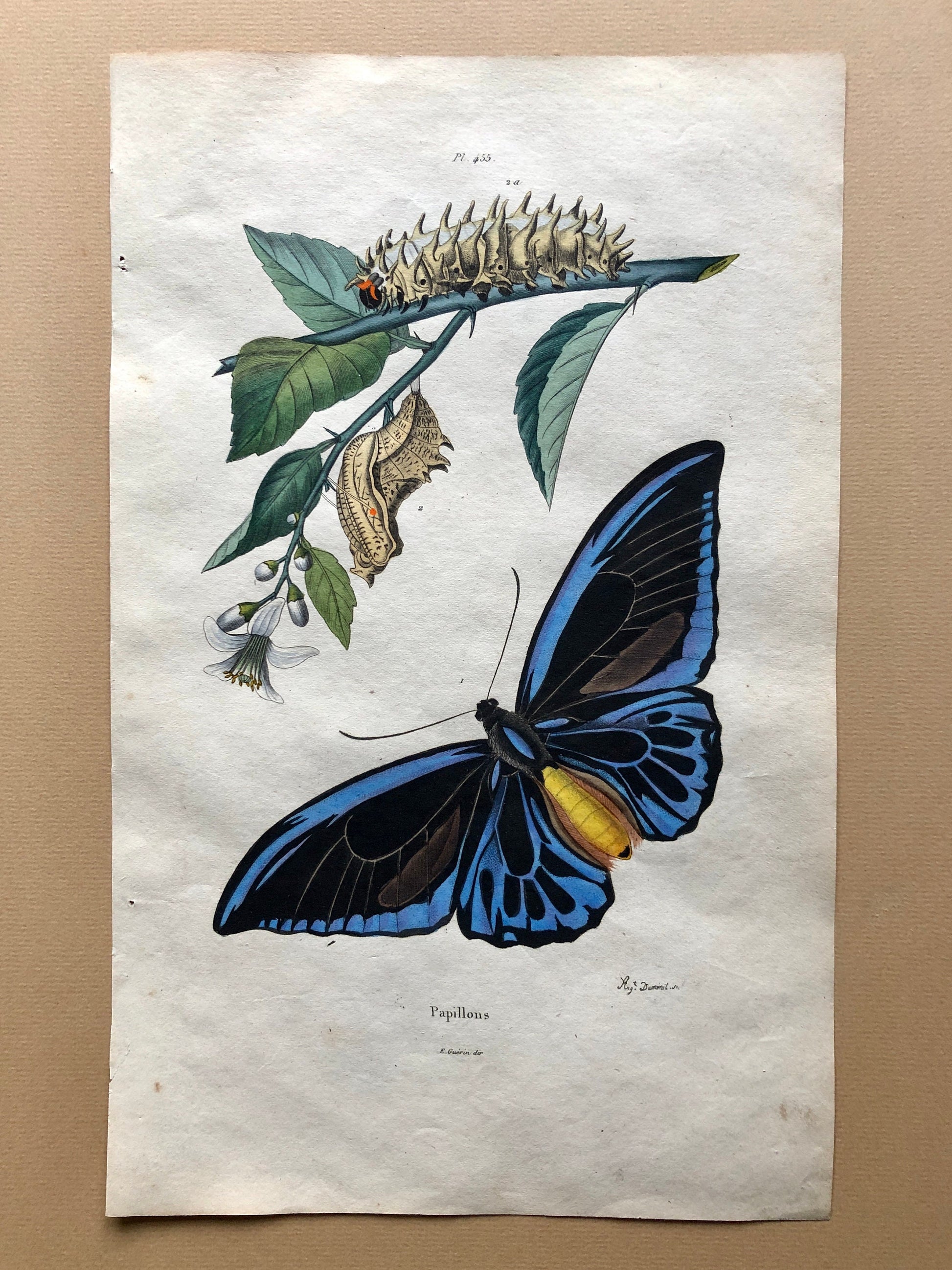 Eight Antique Prints From a French Dictionary. Birds, Fish, Insects and Plants. Hand coloured. Blue and Green Shades. Size: 29 x 18 cms.