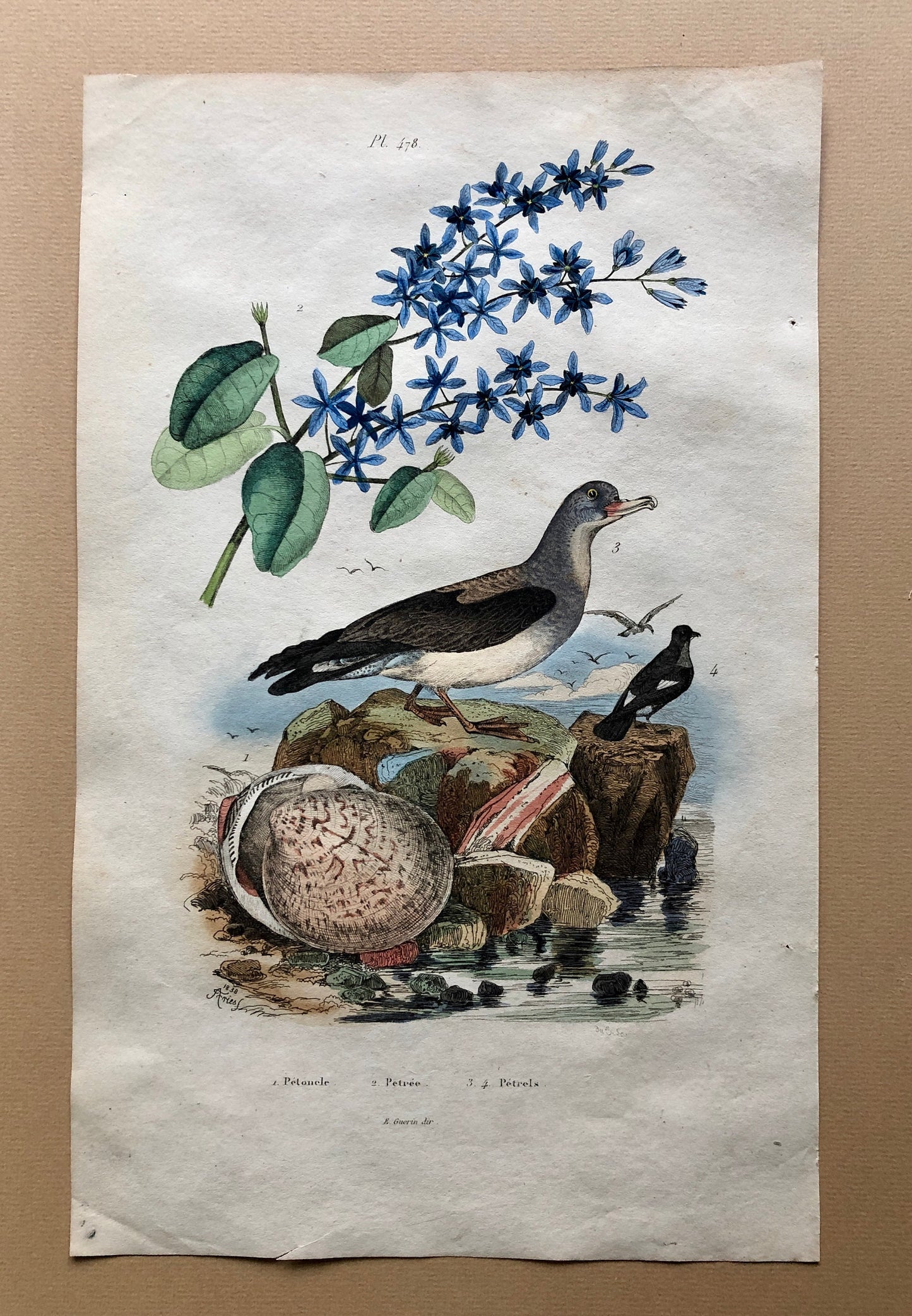 Eight Antique Prints From a French Dictionary. Birds, Fish, Insects and Plants. Hand coloured. Blue and Green Shades. Size: 29 x 18 cms.