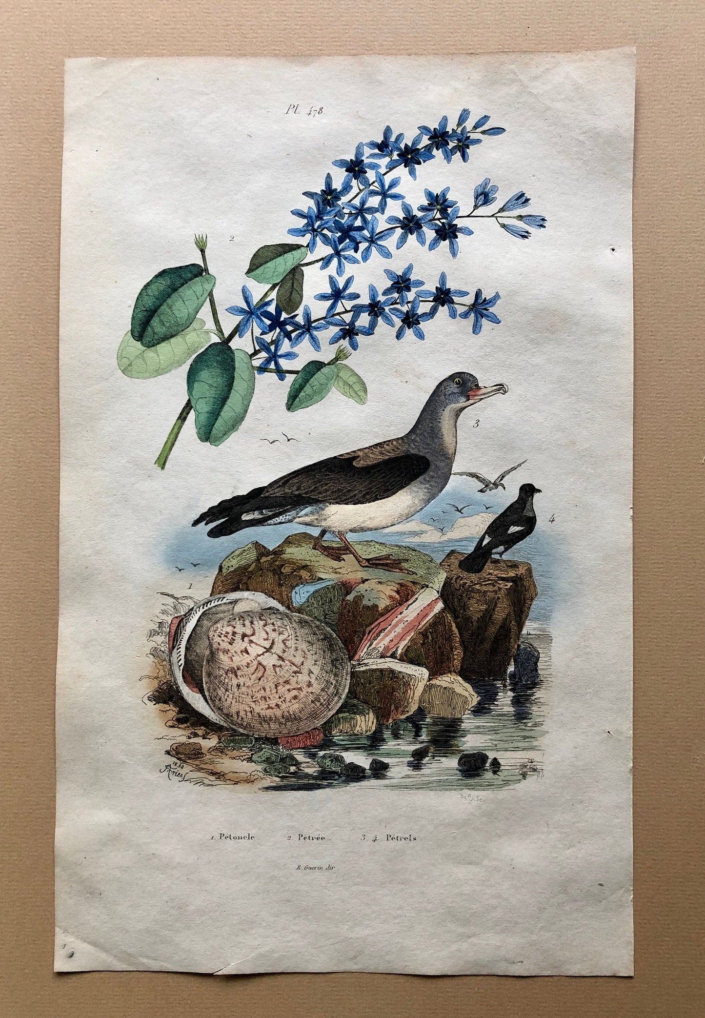 Eight Antique Prints From a French Dictionary. Birds, Fish, Insects and Plants. Hand coloured. Blue and Green Shades. Size: 29 x 18 cms.