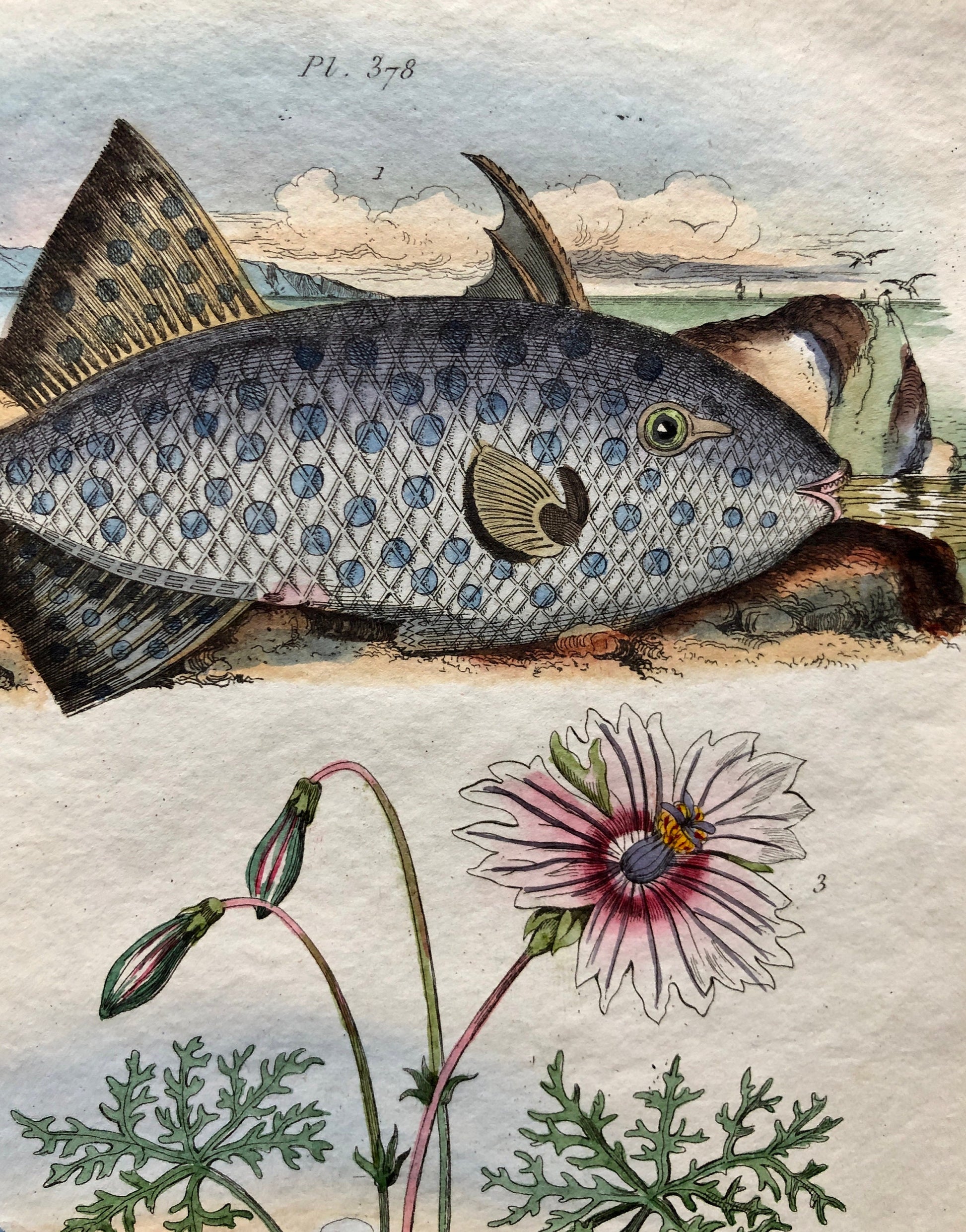 Eight Antique Prints From a French Dictionary. Birds, Fish, Insects and Plants. Hand coloured. Blue and Green Shades. Size: 29 x 18 cms.