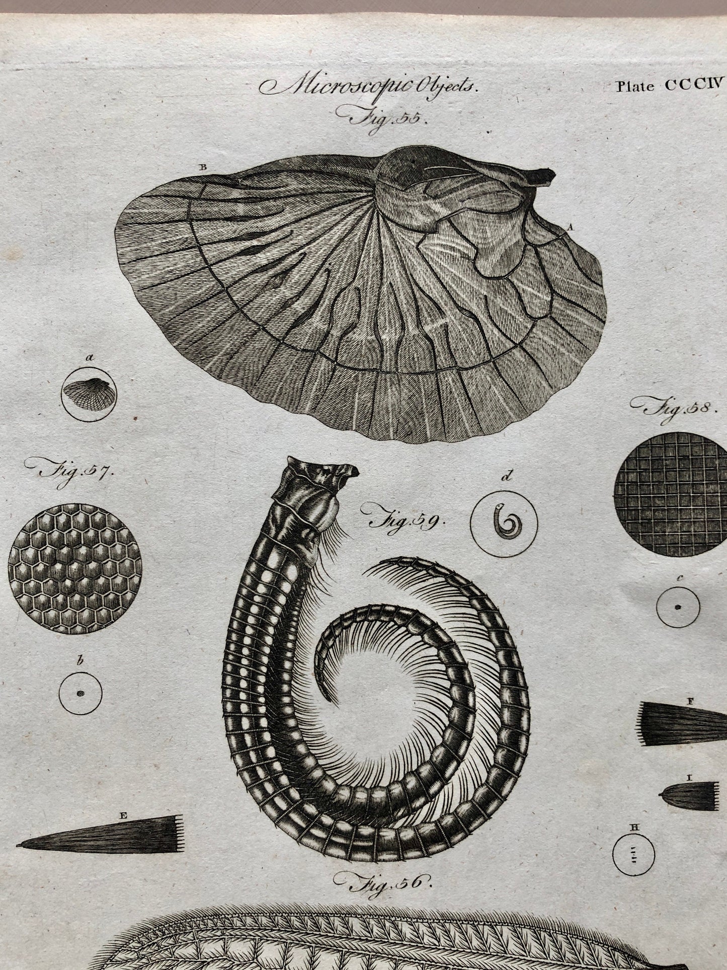Microscopic Objects. 3 Original Engravings. From The Encyclopedia Britannica. Engraved by A. Bell. Dated 1797. Size: 26.5 x 20.5 cms