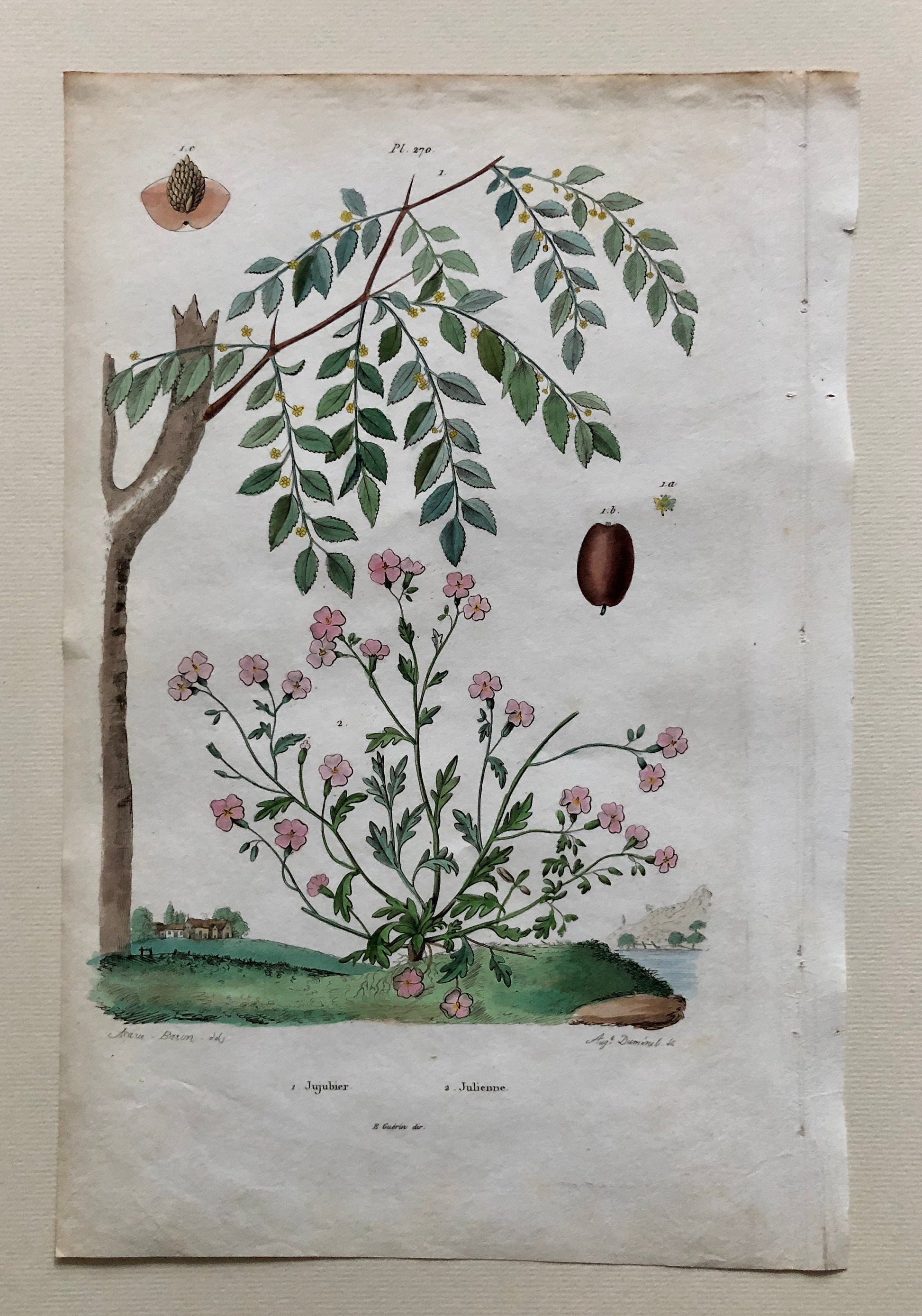 Six Antique Prints From a French Dictionary. Birds, Insects, Trees and Plants. Hand coloured Lithographs. Size: 29 x 18 cms.