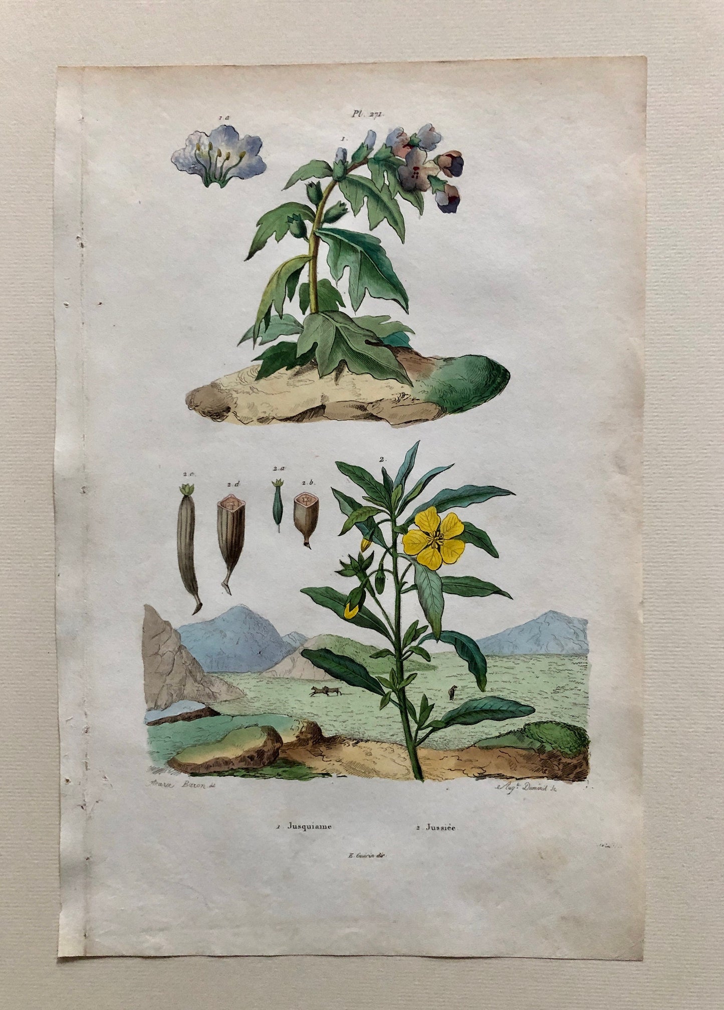 Six Antique Prints From a French Dictionary. Birds, Insects, Trees and Plants. Hand coloured Lithographs. Size: 29 x 18 cms.