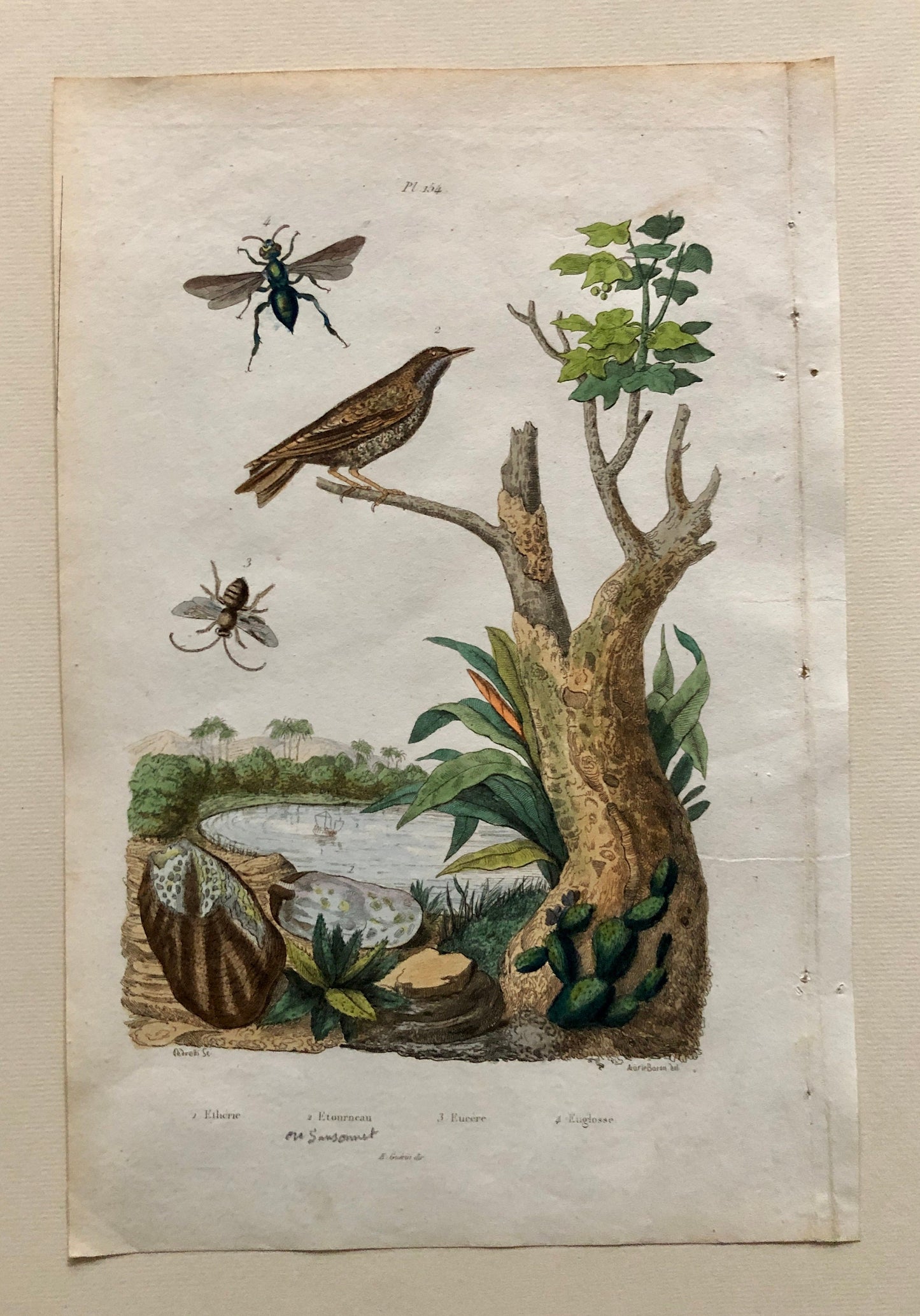 Six Antique Prints From a French Dictionary. Birds, Insects, Trees and Plants. Hand coloured Lithographs. Size: 29 x 18 cms.