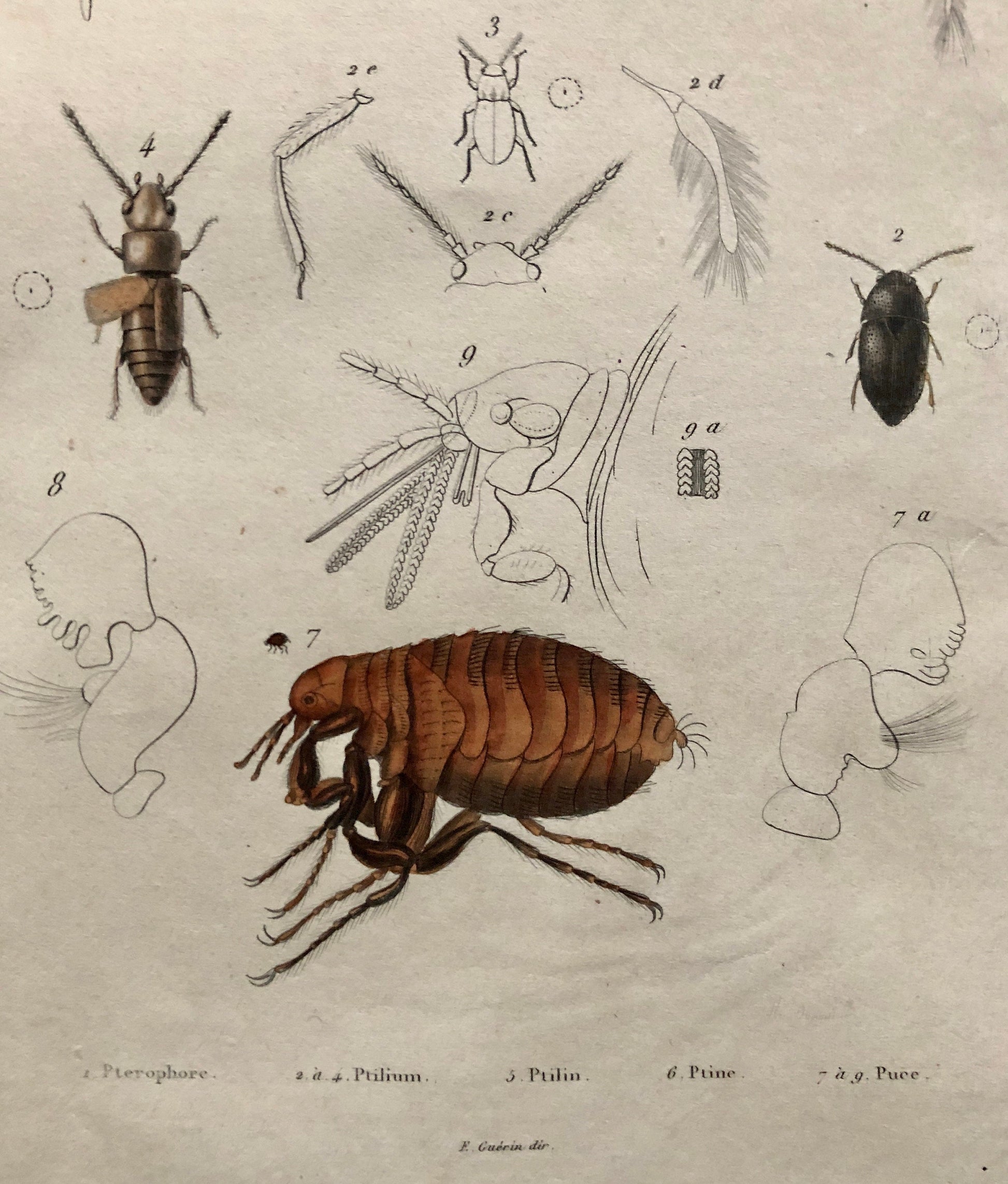 Three Antique Steel Engravings by E. Guérin. From a French Dictionary. Featuring Various Types of Spider and A Flea. Size: 29 x 18 cms.