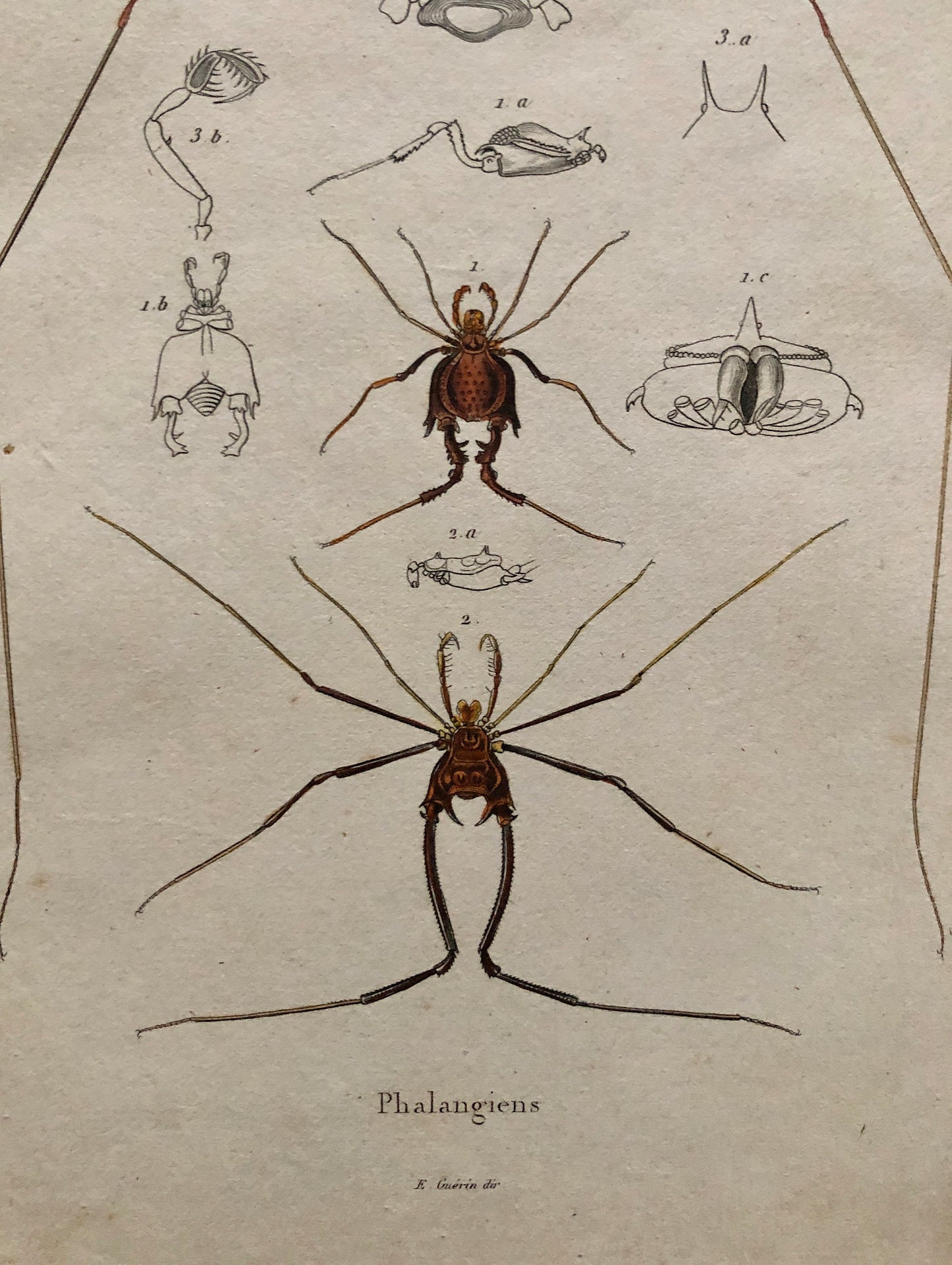 Three Antique Steel Engravings by E. Guérin. From a French Dictionary. Featuring Various Types of Spider and A Flea. Size: 29 x 18 cms.