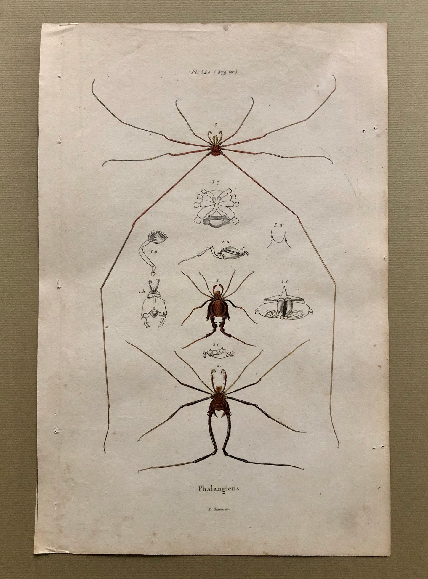 Three Antique Steel Engravings by E. Guérin. From a French Dictionary. Featuring Various Types of Spider and A Flea. Size: 29 x 18 cms.