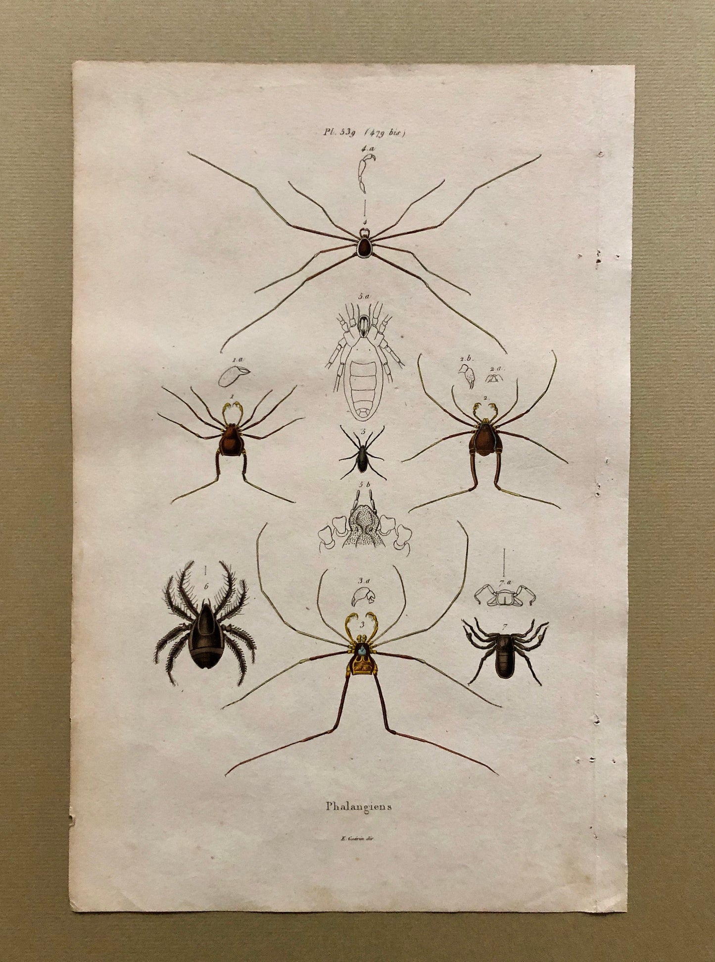 Three Antique Steel Engravings by E. Guérin. From a French Dictionary. Featuring Various Types of Spider and A Flea. Size: 29 x 18 cms.