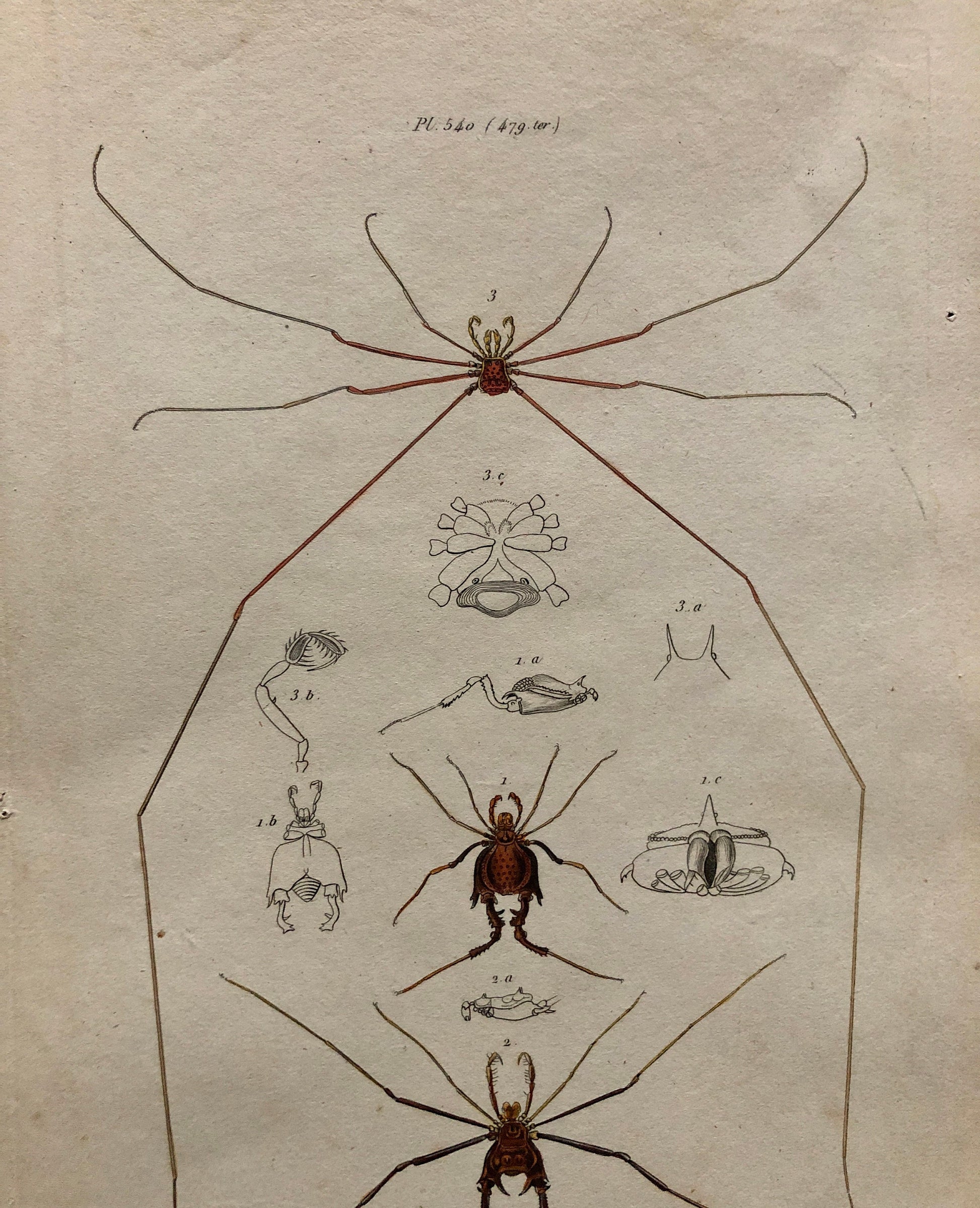 Three Antique Steel Engravings by E. Guérin. From a French Dictionary. Featuring Various Types of Spider and A Flea. Size: 29 x 18 cms.