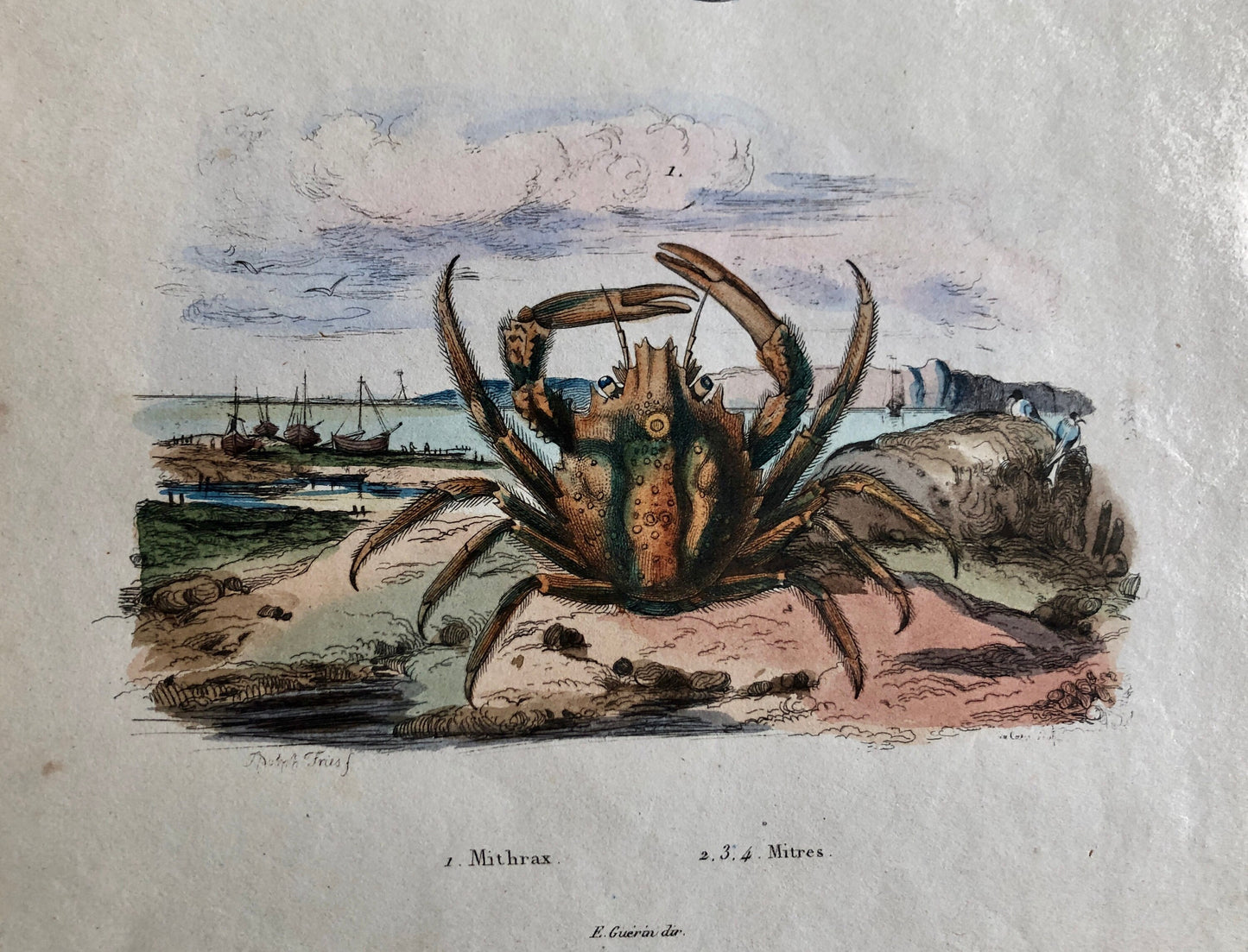Three Antique Prints From a French Dictionary. A Squid, a Jellyfish, a Crab, Shells, Insects. Hand coloured Lithographs. Size: 29 x 18 cms.