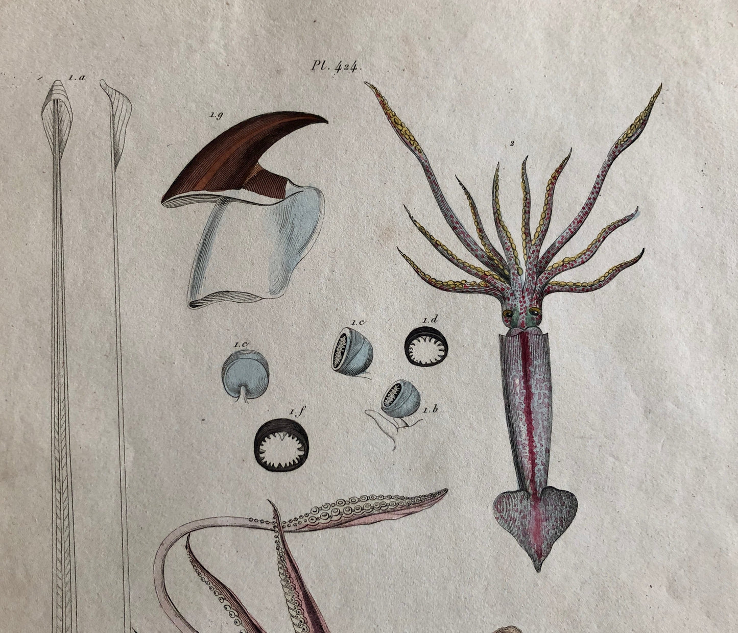 Three Antique Prints From a French Dictionary. A Squid, a Jellyfish, a Crab, Shells, Insects. Hand coloured Lithographs. Size: 29 x 18 cms.