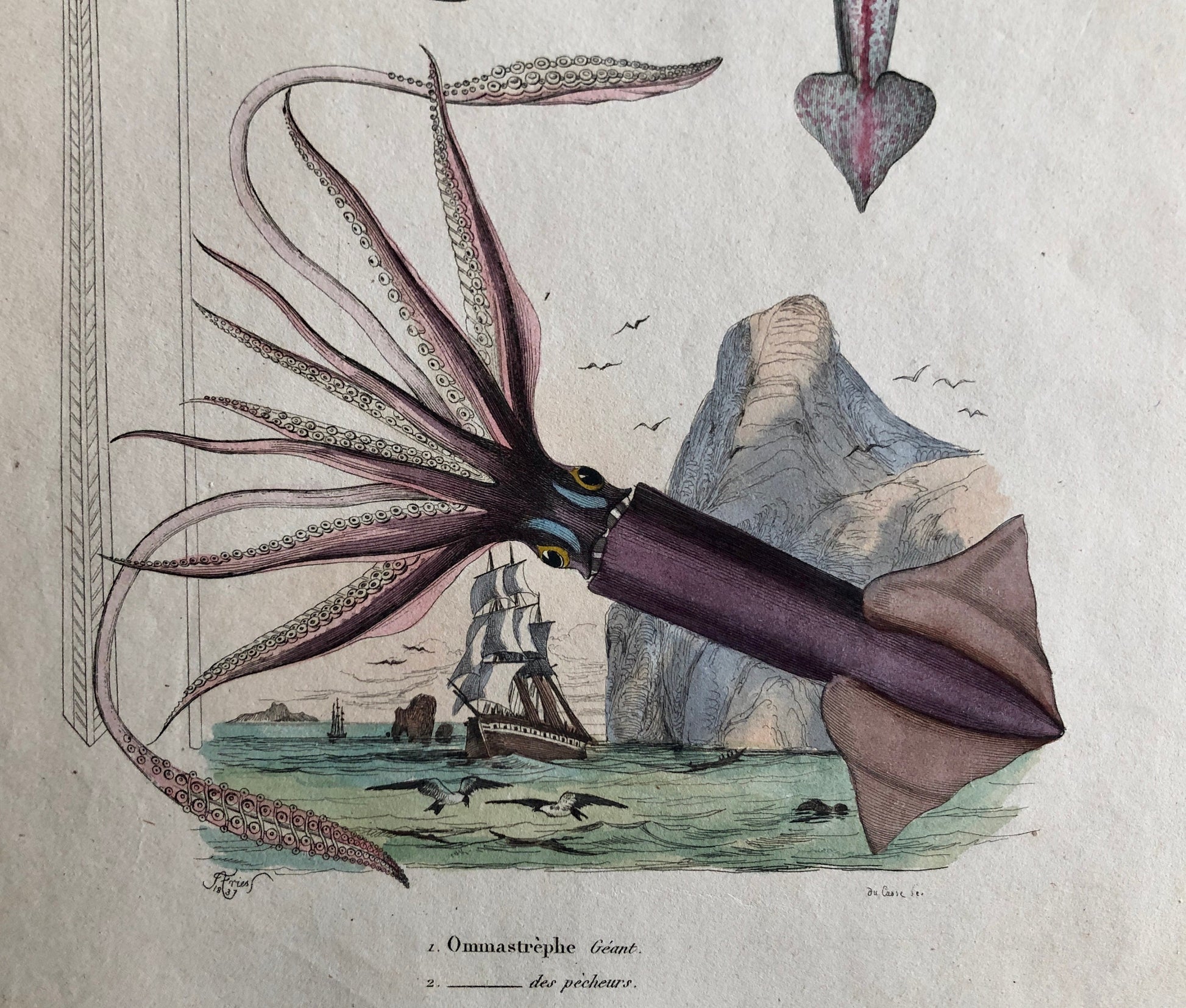 Three Antique Prints From a French Dictionary. A Squid, a Jellyfish, a Crab, Shells, Insects. Hand coloured Lithographs. Size: 29 x 18 cms.
