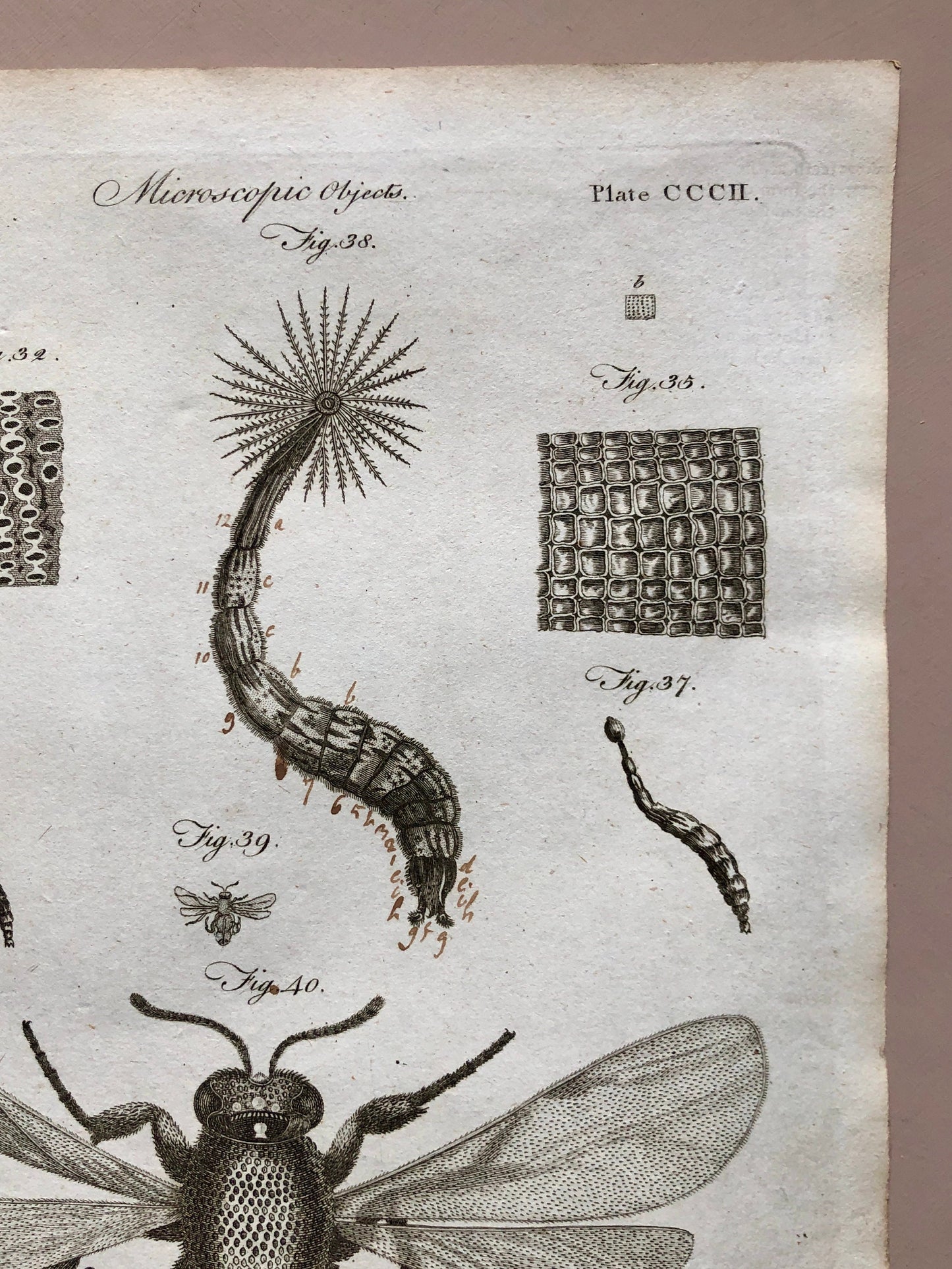 Microscopic Objects. 3 Original Engravings. From The Encyclopedia Britannica. Engraved by A. Bell. Dated 1797. Size: 26.5 x 20.5 cms