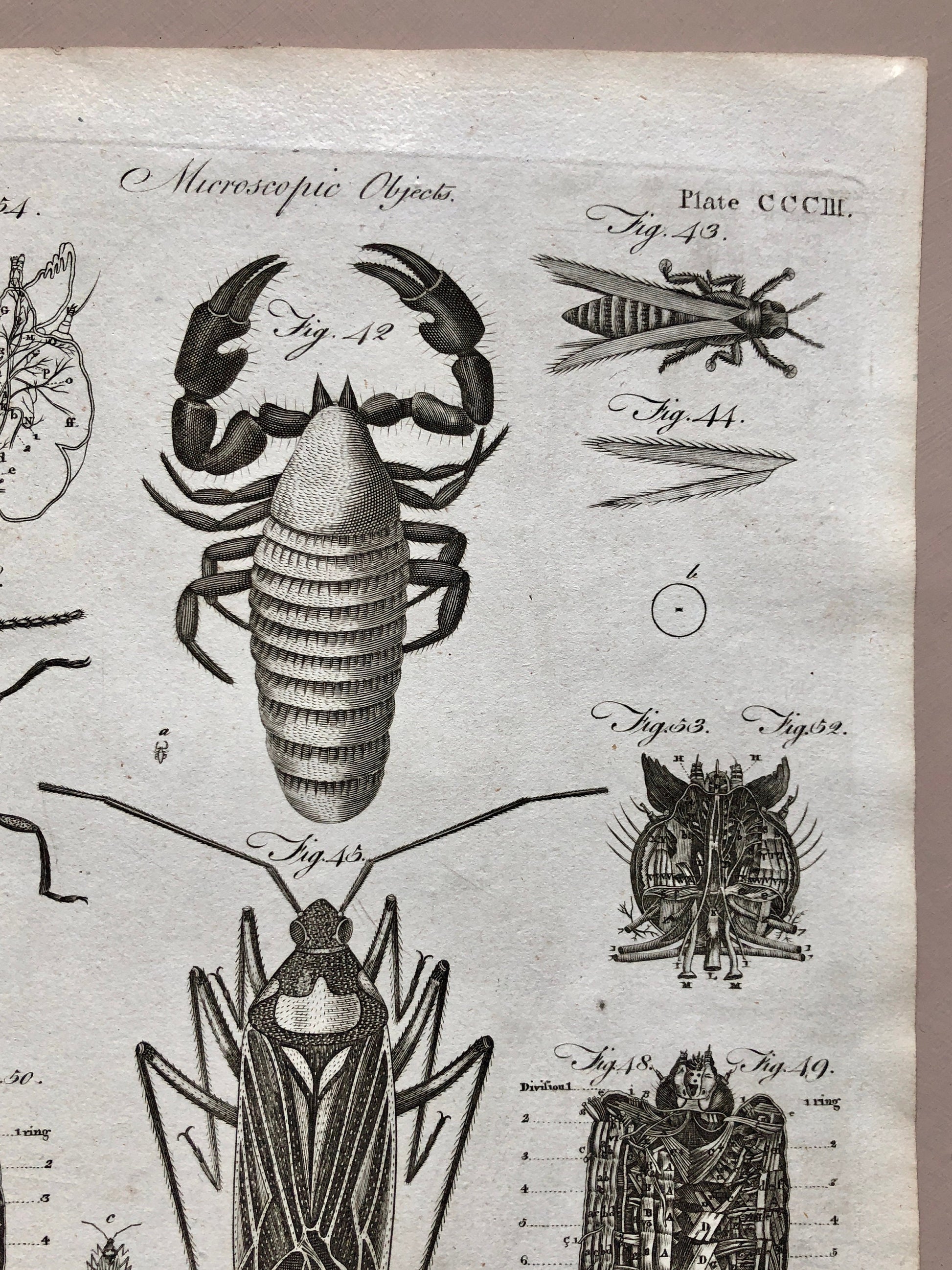 Microscopic Objects. 3 Original Engravings. From The Encyclopedia Britannica. Engraved by A. Bell. Dated 1797. Size: 26.5 x 20.5 cms