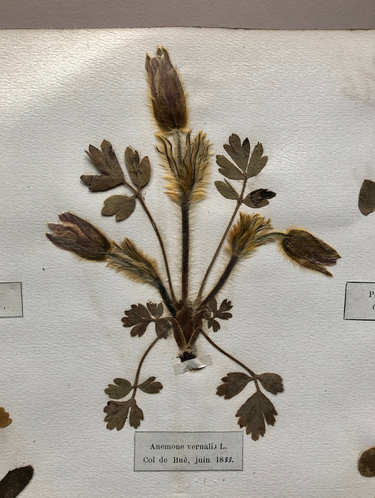 A Genuine French Herbiere. Of Excellent Quality. Winner of the Legion d’honneur/ . Dated 1887 and 1888. Size: 23.5 x 31 cms