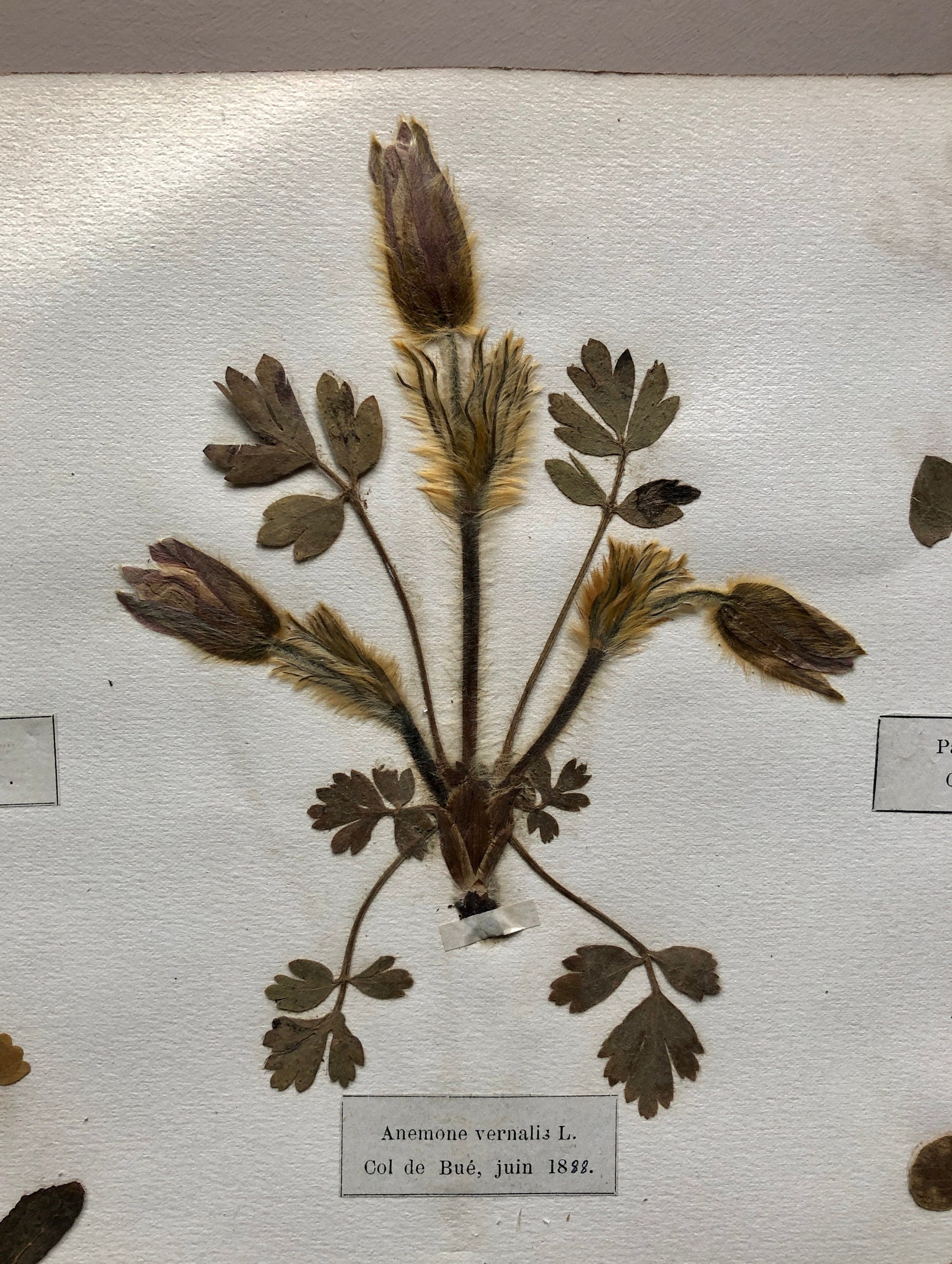A Genuine French Herbiere. Of Excellent Quality. Winner of the Legion d’honneur/ . Dated 1887 and 1888. Size: 23.5 x 31 cms